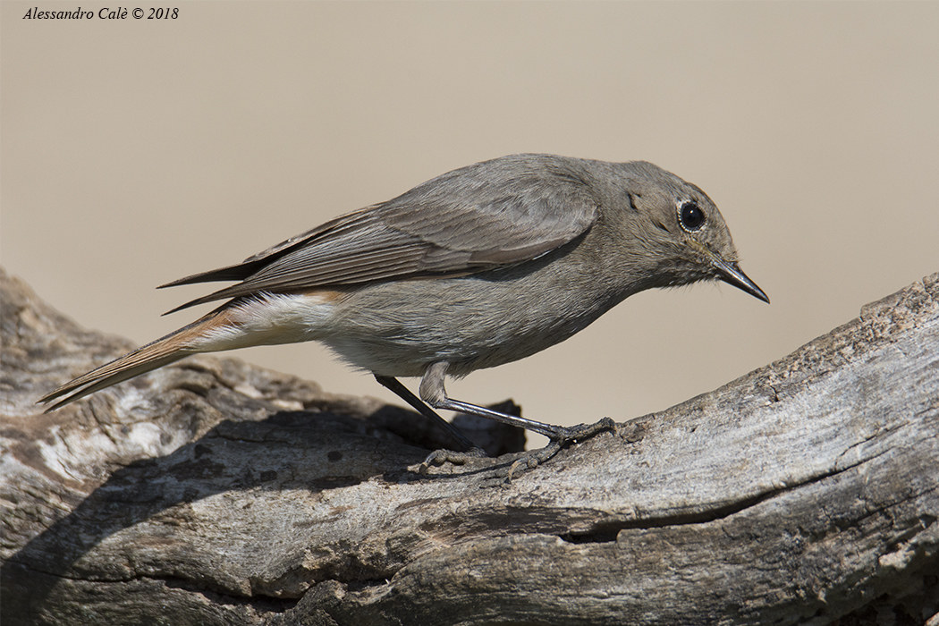 Phoenicurus ochruros (Codirosso spazzacamino F) 0458