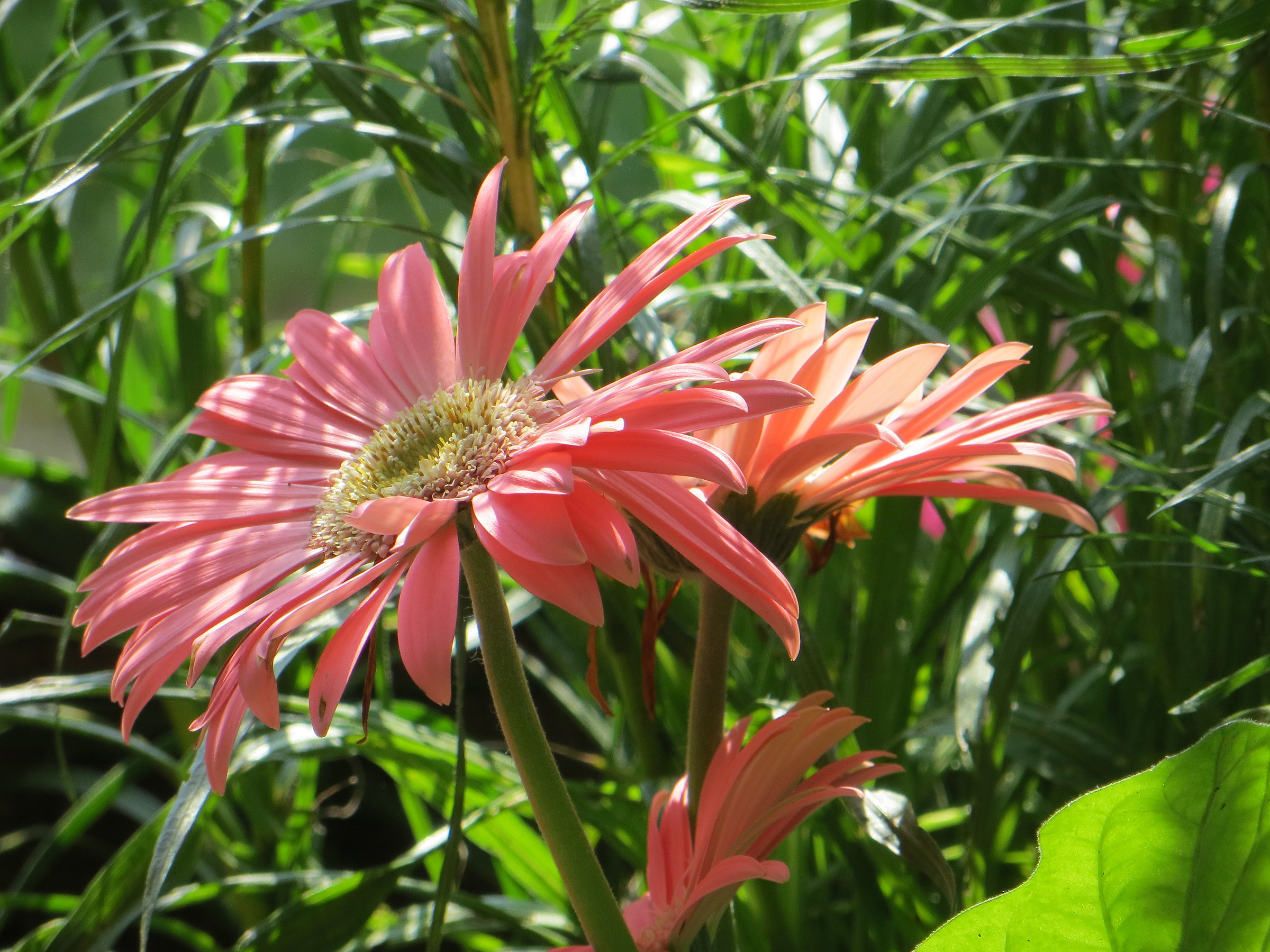Gerberas
