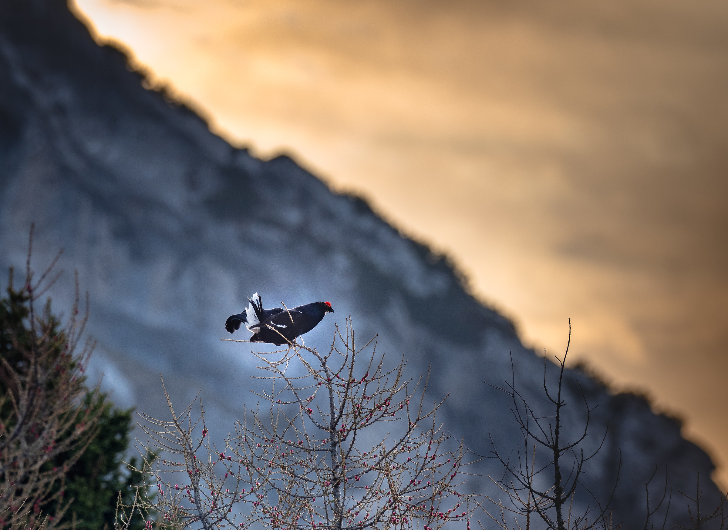 Gallo forcello su larice in fiore
