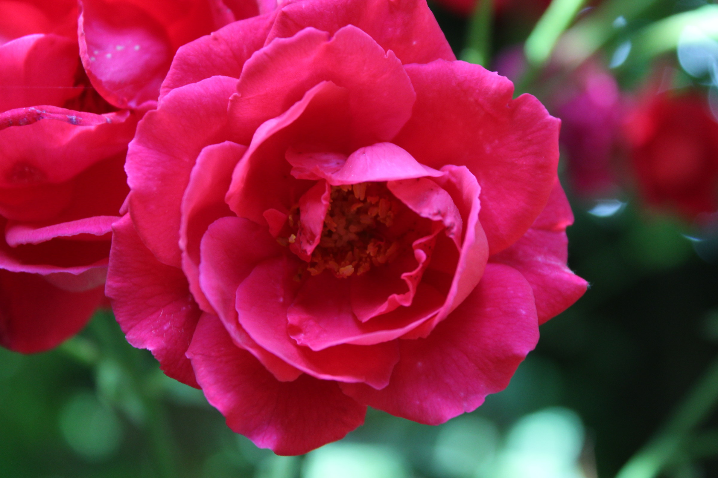 vermezzo  fiore sul naviglio