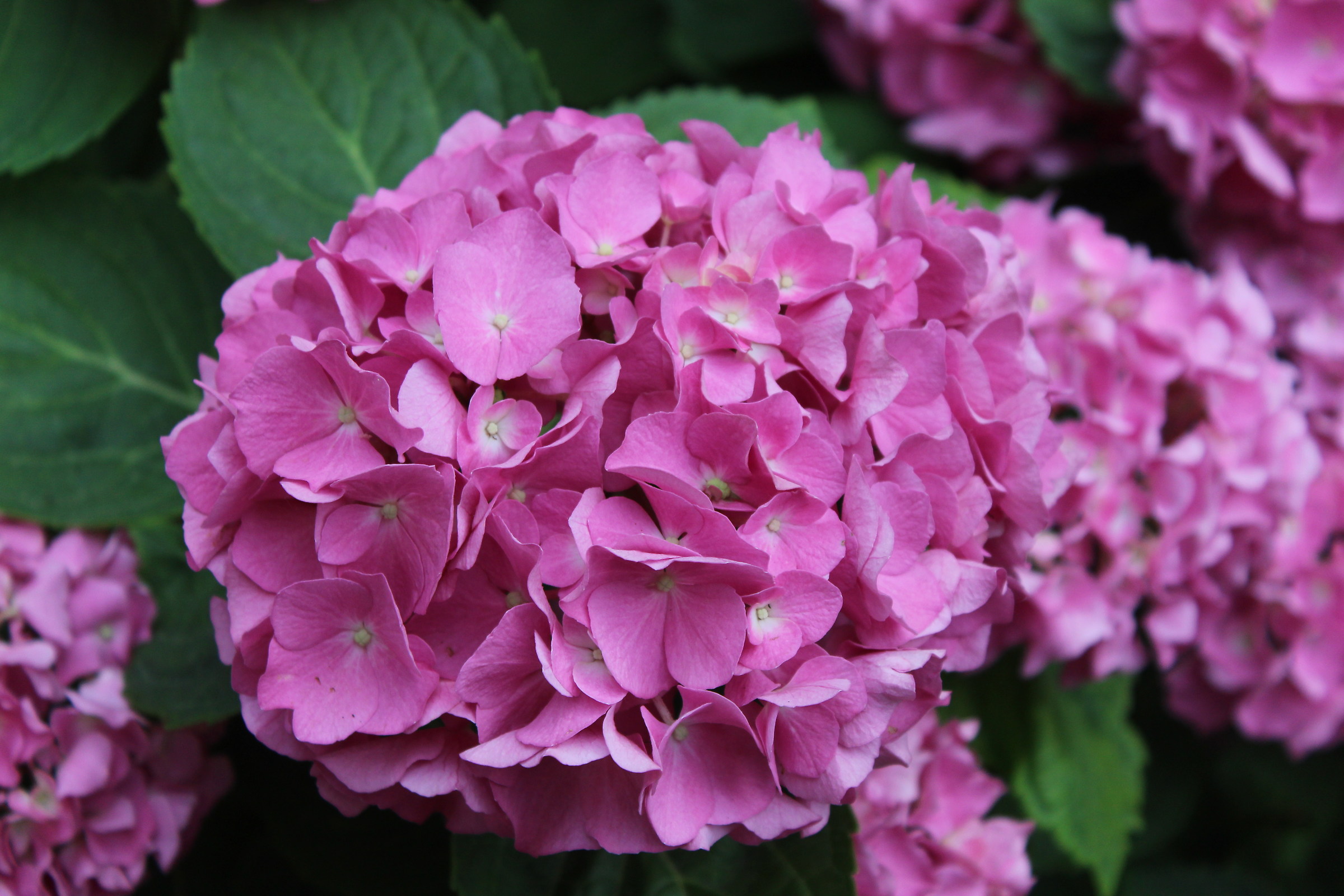 ortenzia sul viale a piacenza