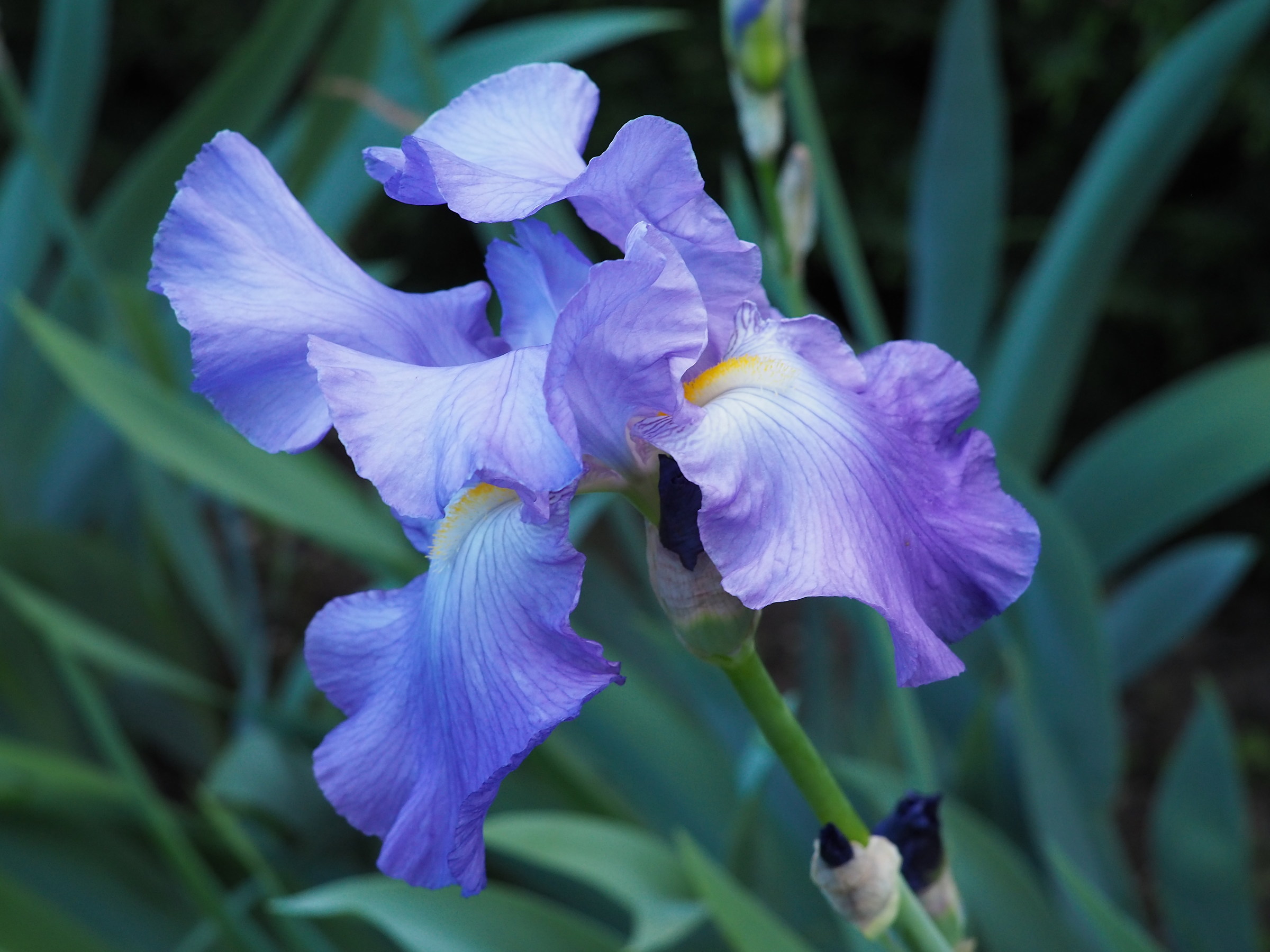 Iris