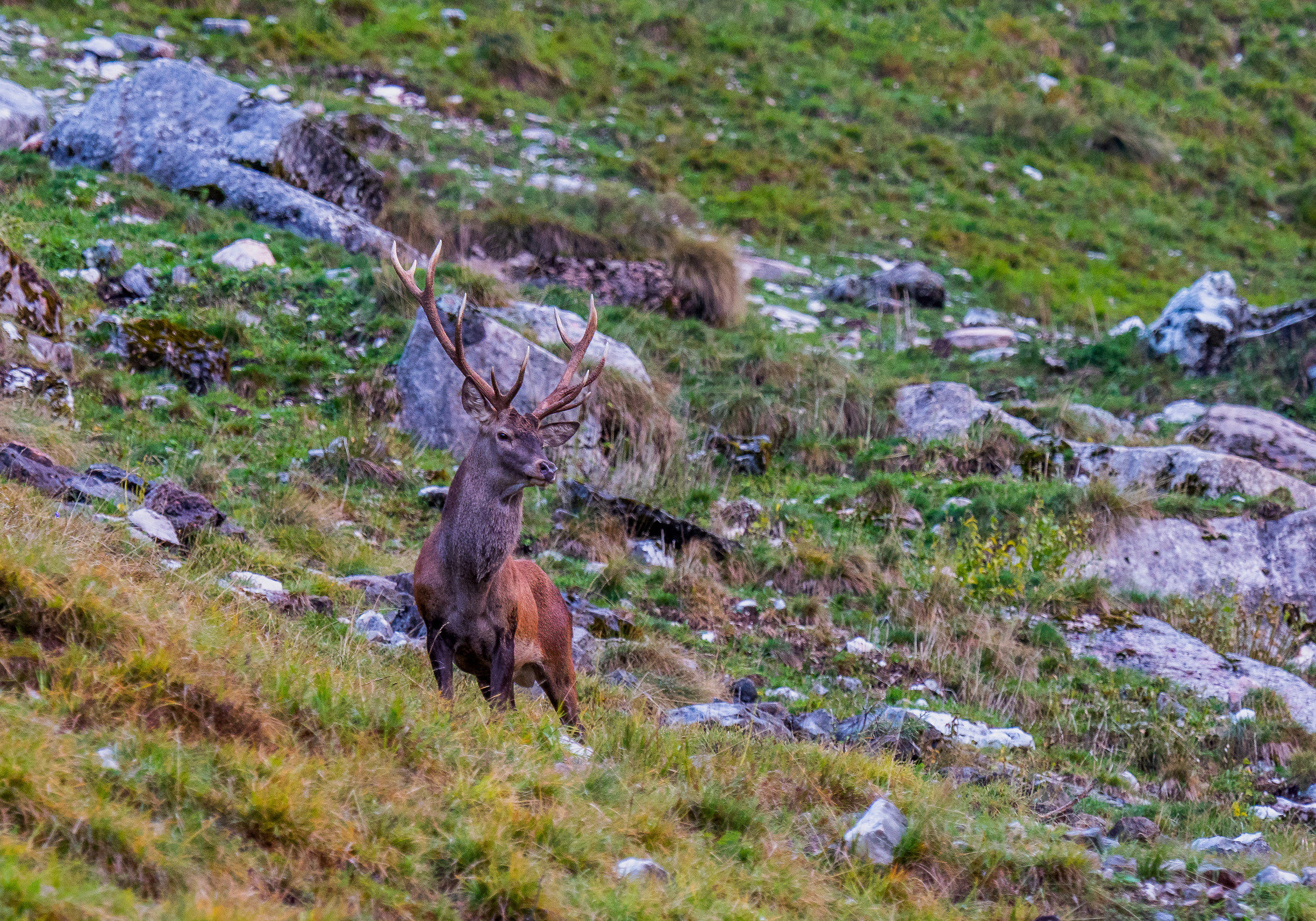 L'eleganza del cervo
