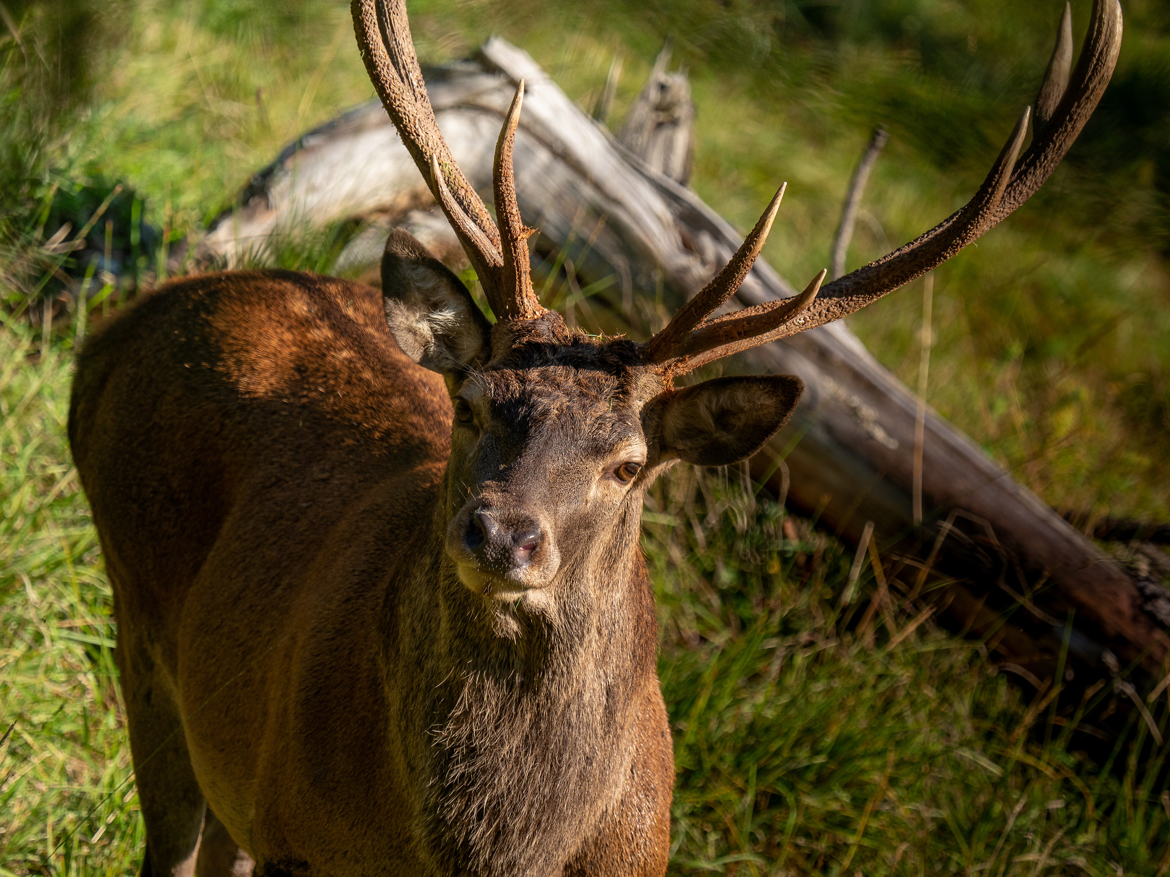 Incontro ravvicinato 10 metri