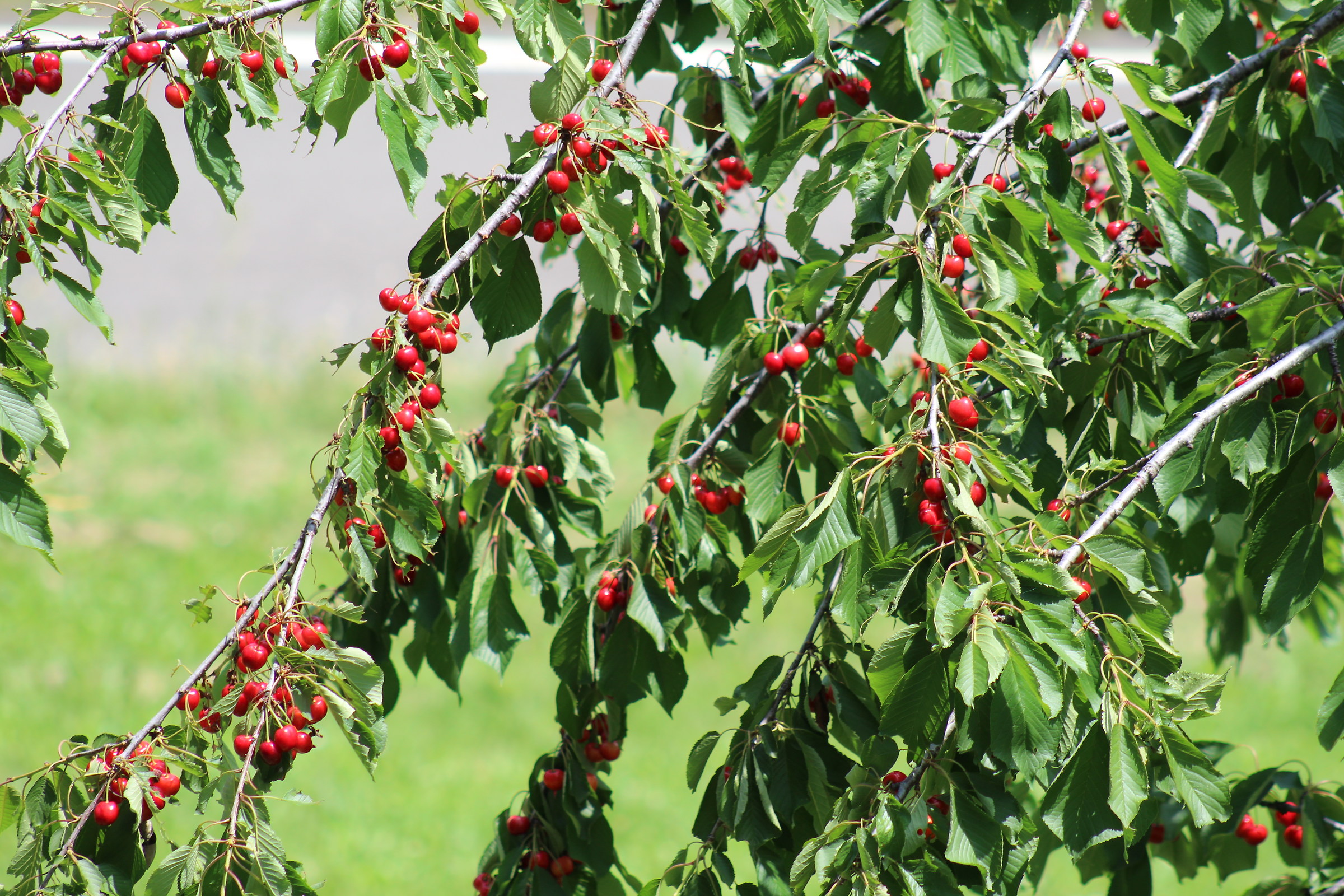 la frutta sulle colline