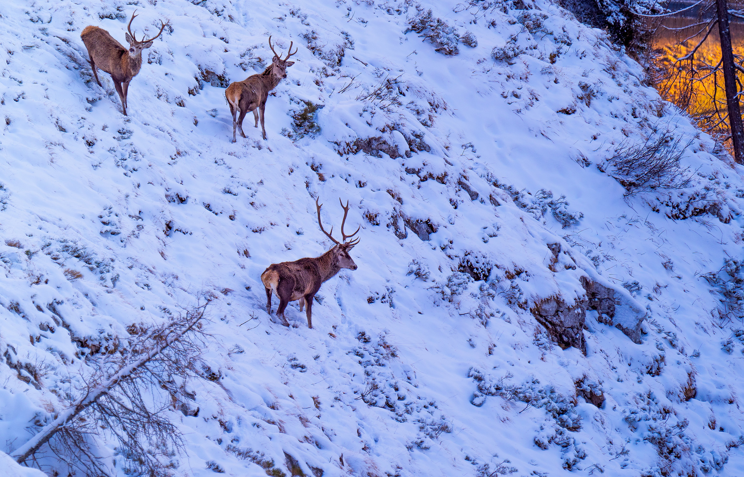 Gruppo di cervi maschi
