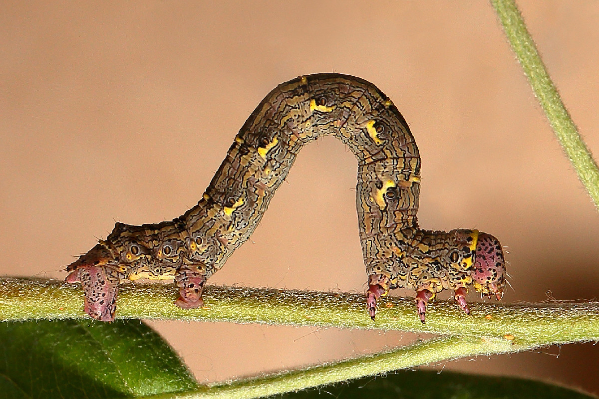 Unknown Caterpillar.... and also short-tempered