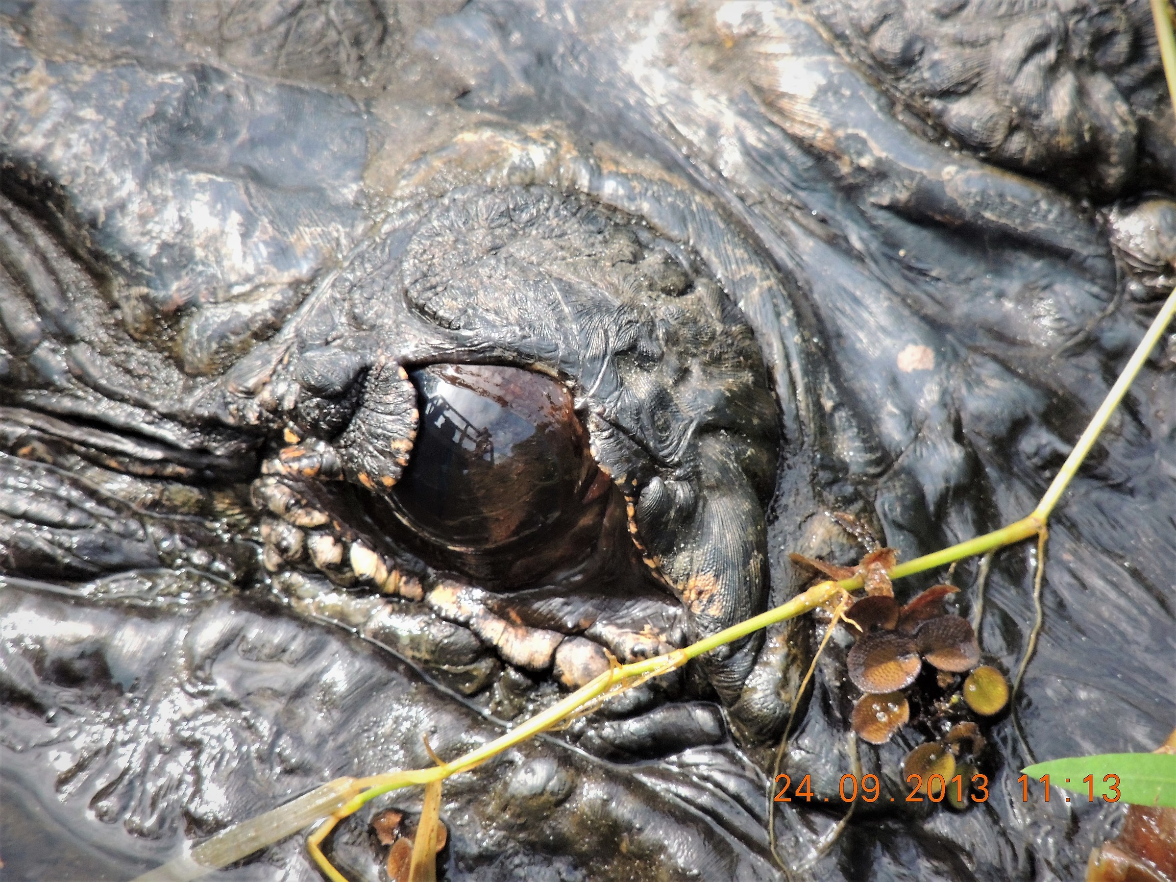 eye that I see you....