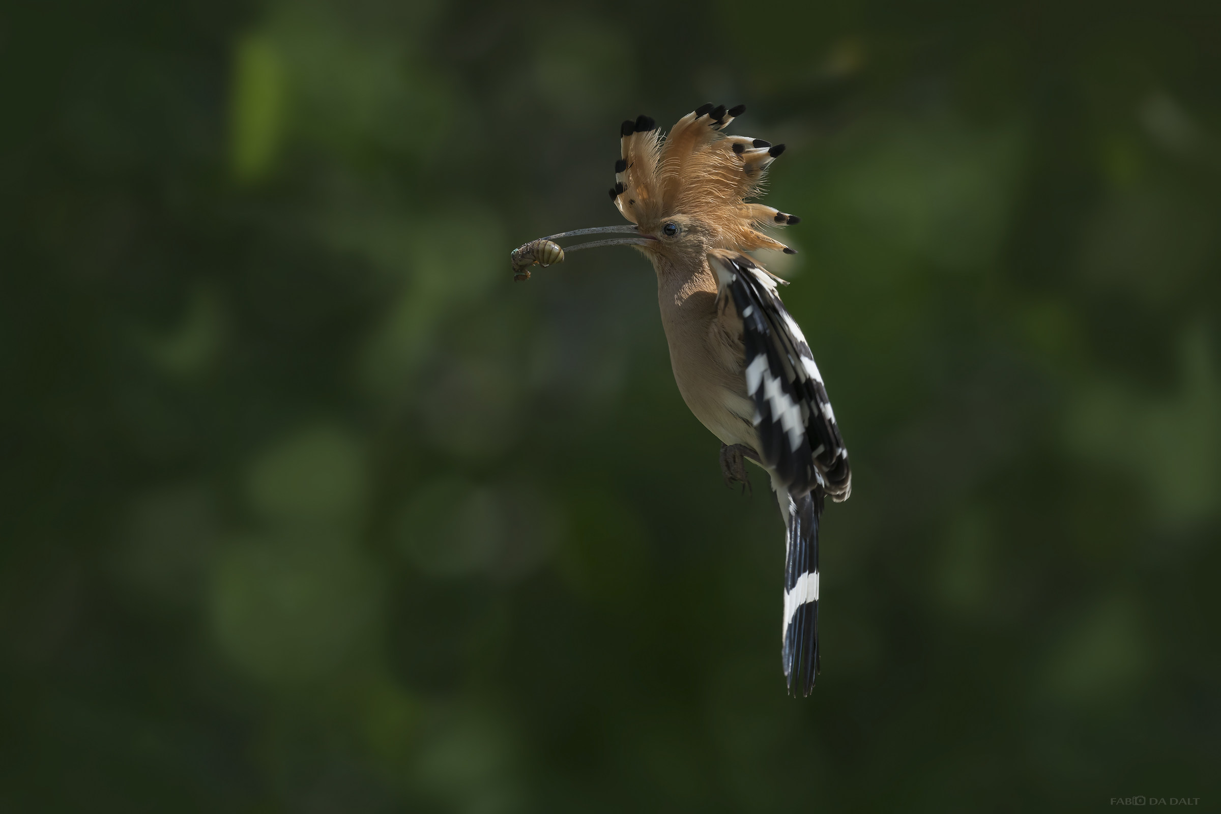 Hoopoe
