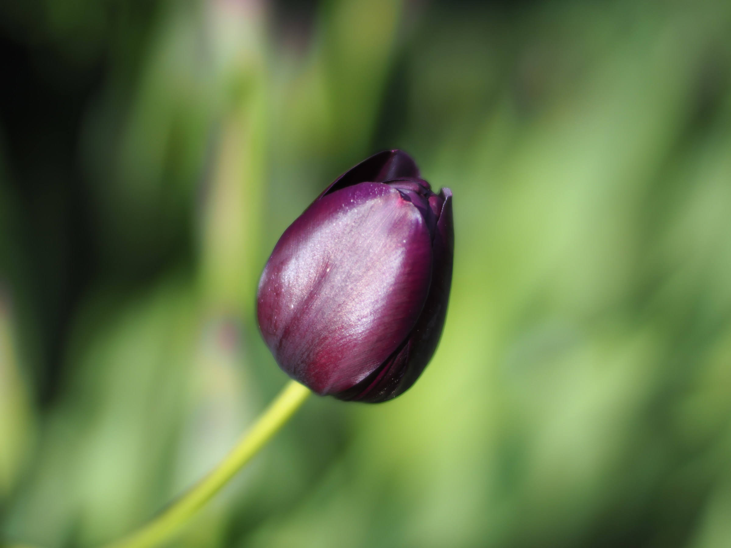 Tulipano nero