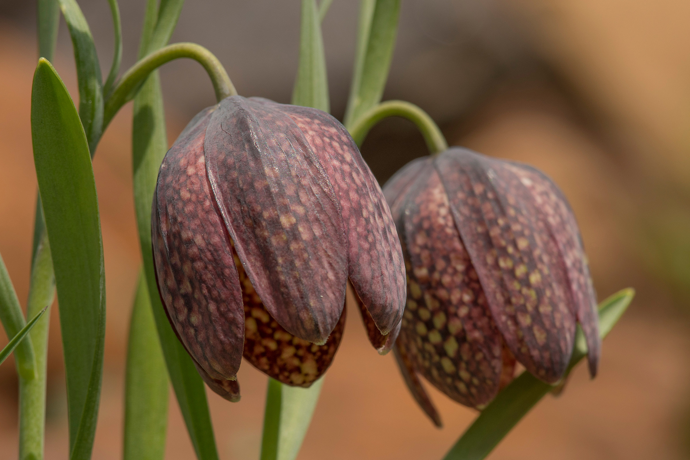 Fritillaria Meleagris