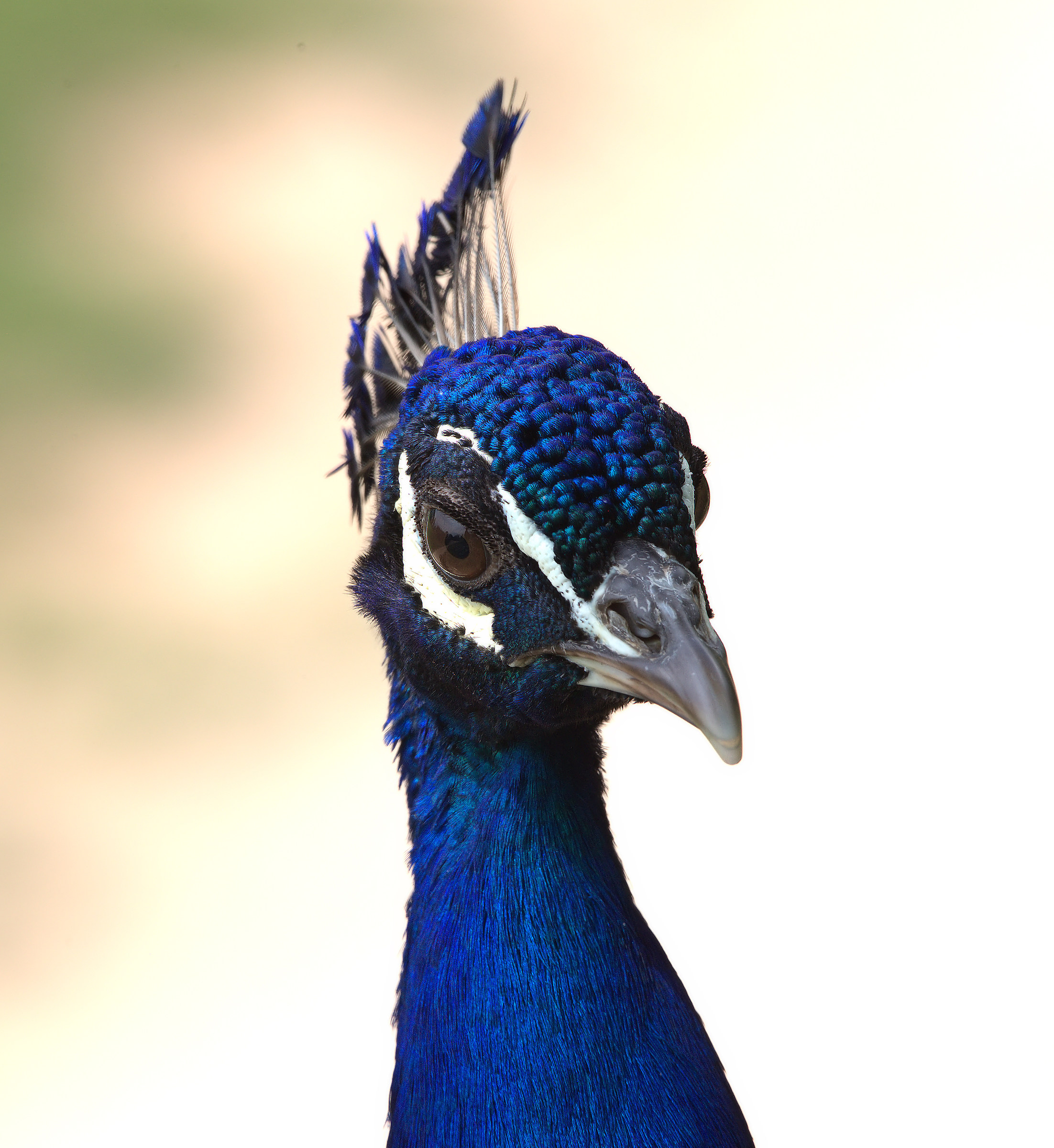 Peacock portrait