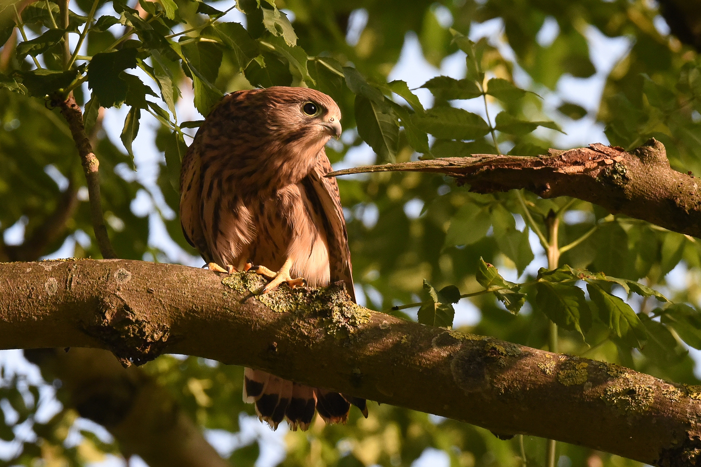 Giovane gheppio luce di primo mattino