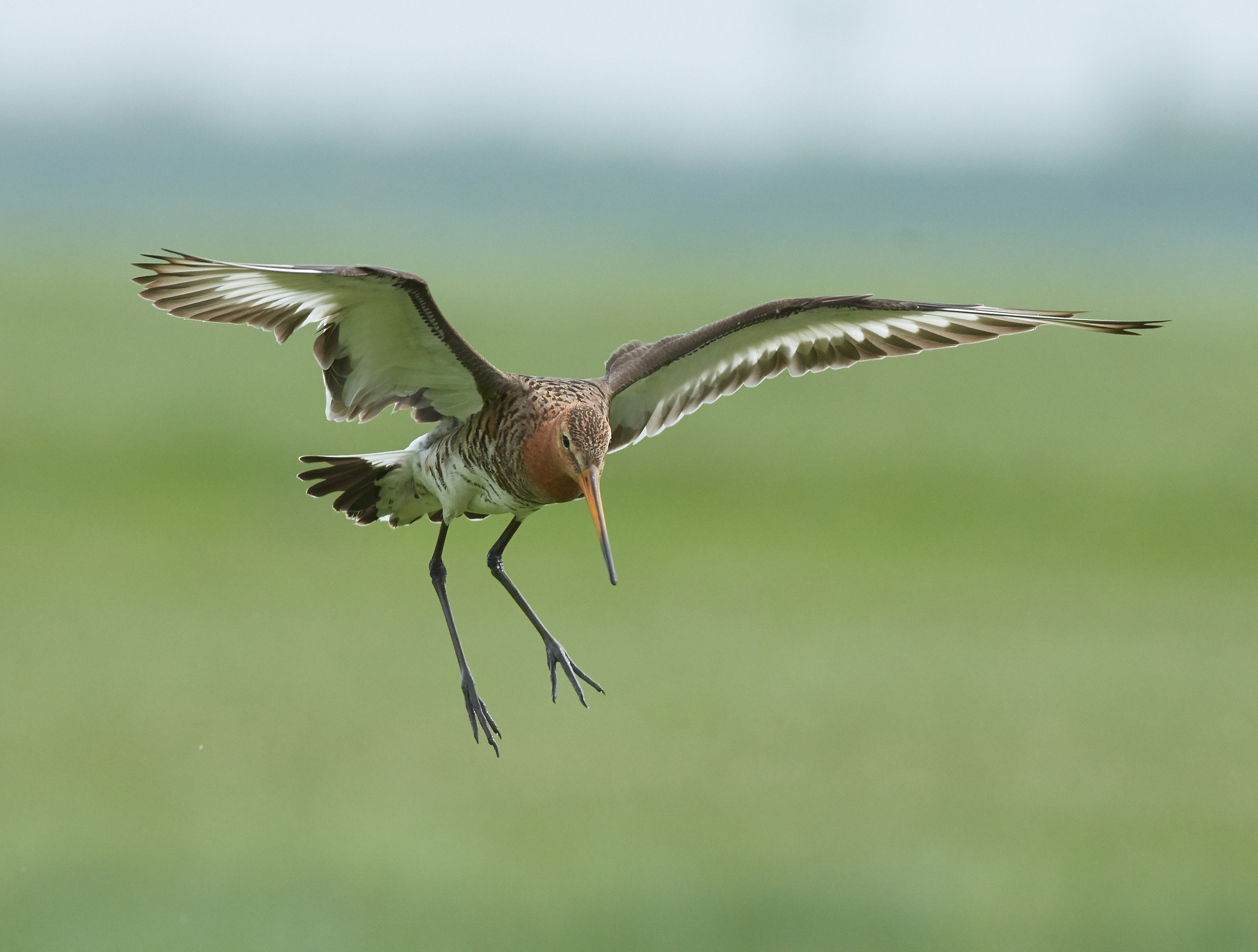 Blacktailed Godwit landing