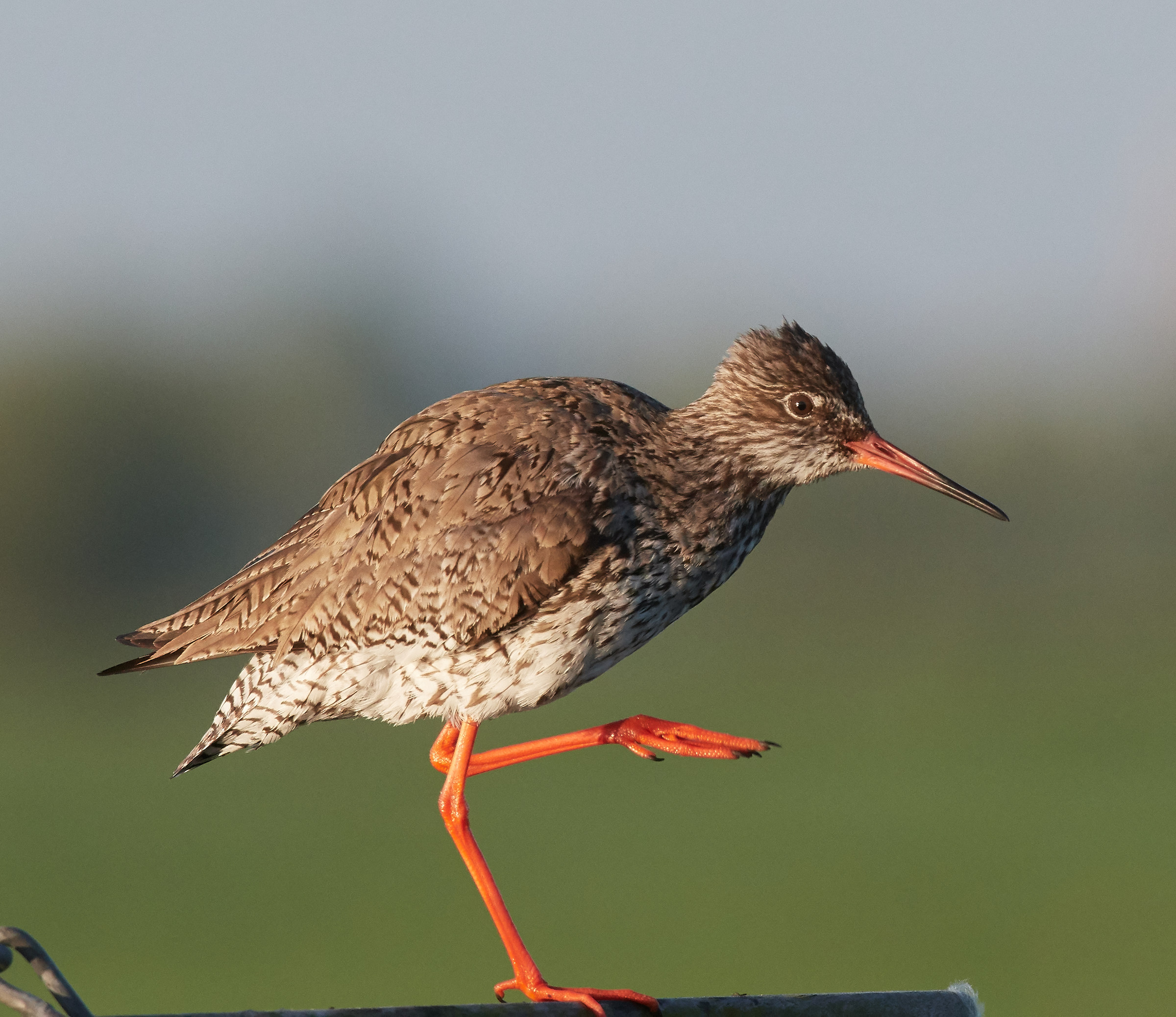 Redshank early morning light