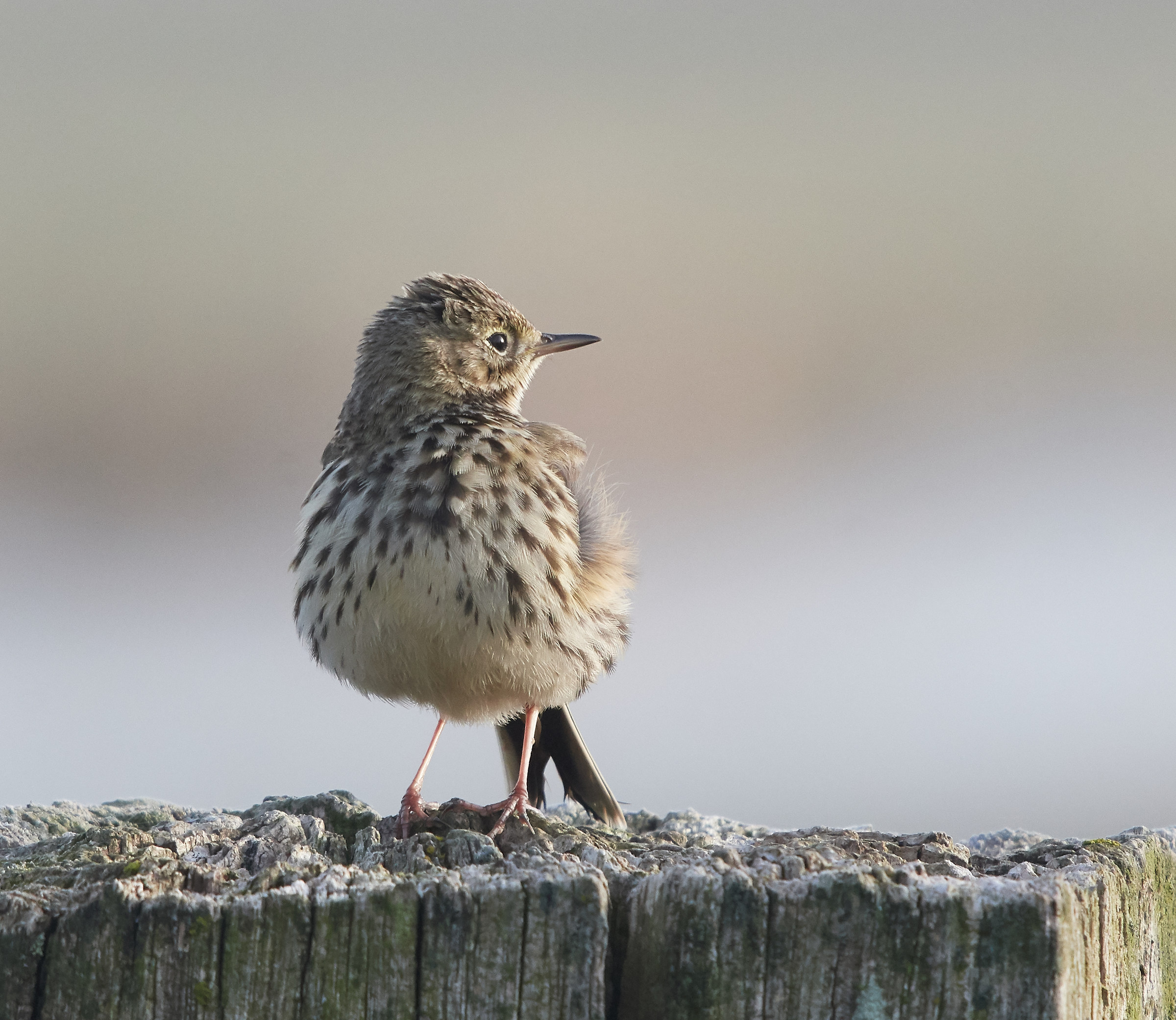 Titlark early morning