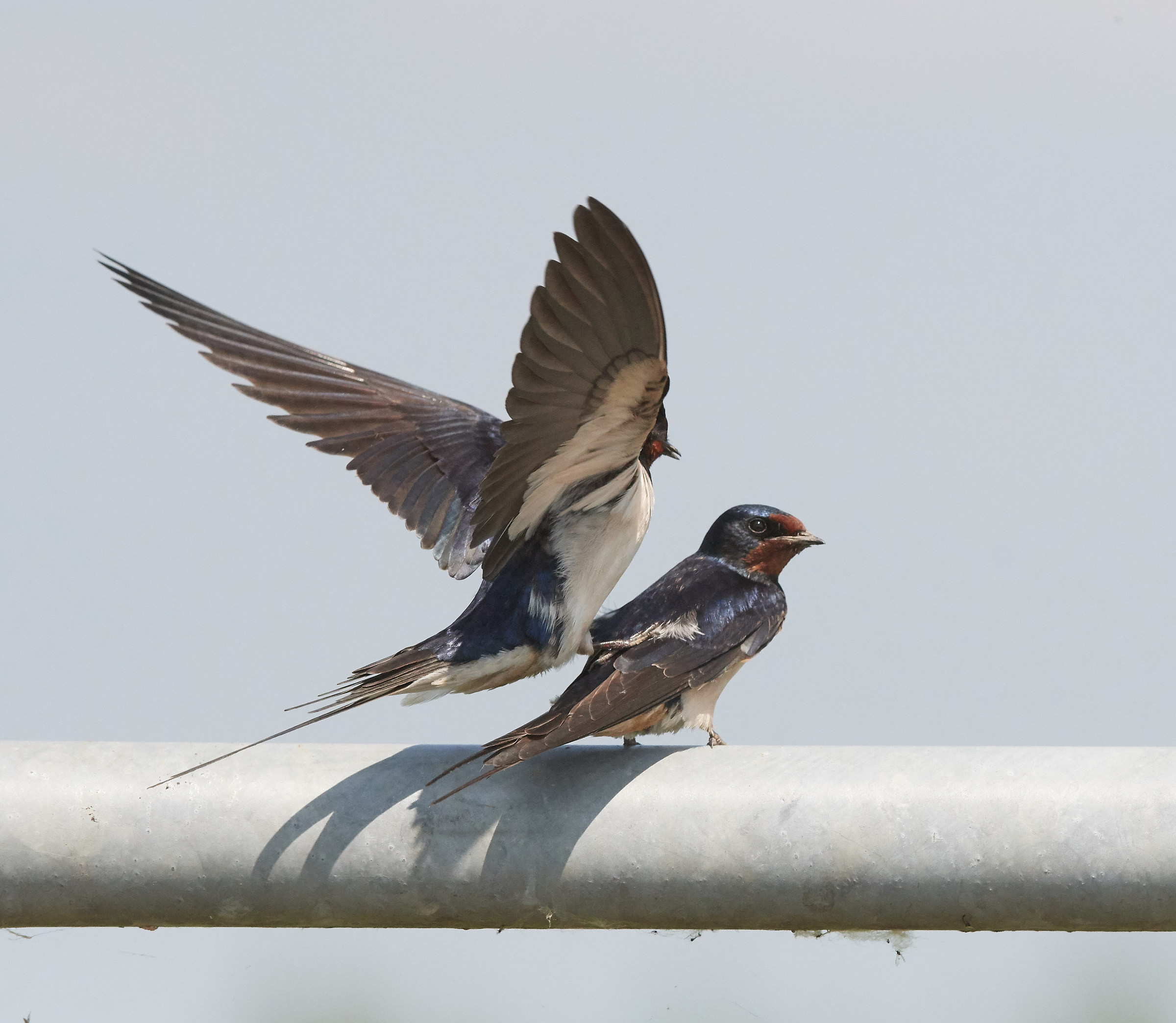 Barnswallows mating sequence