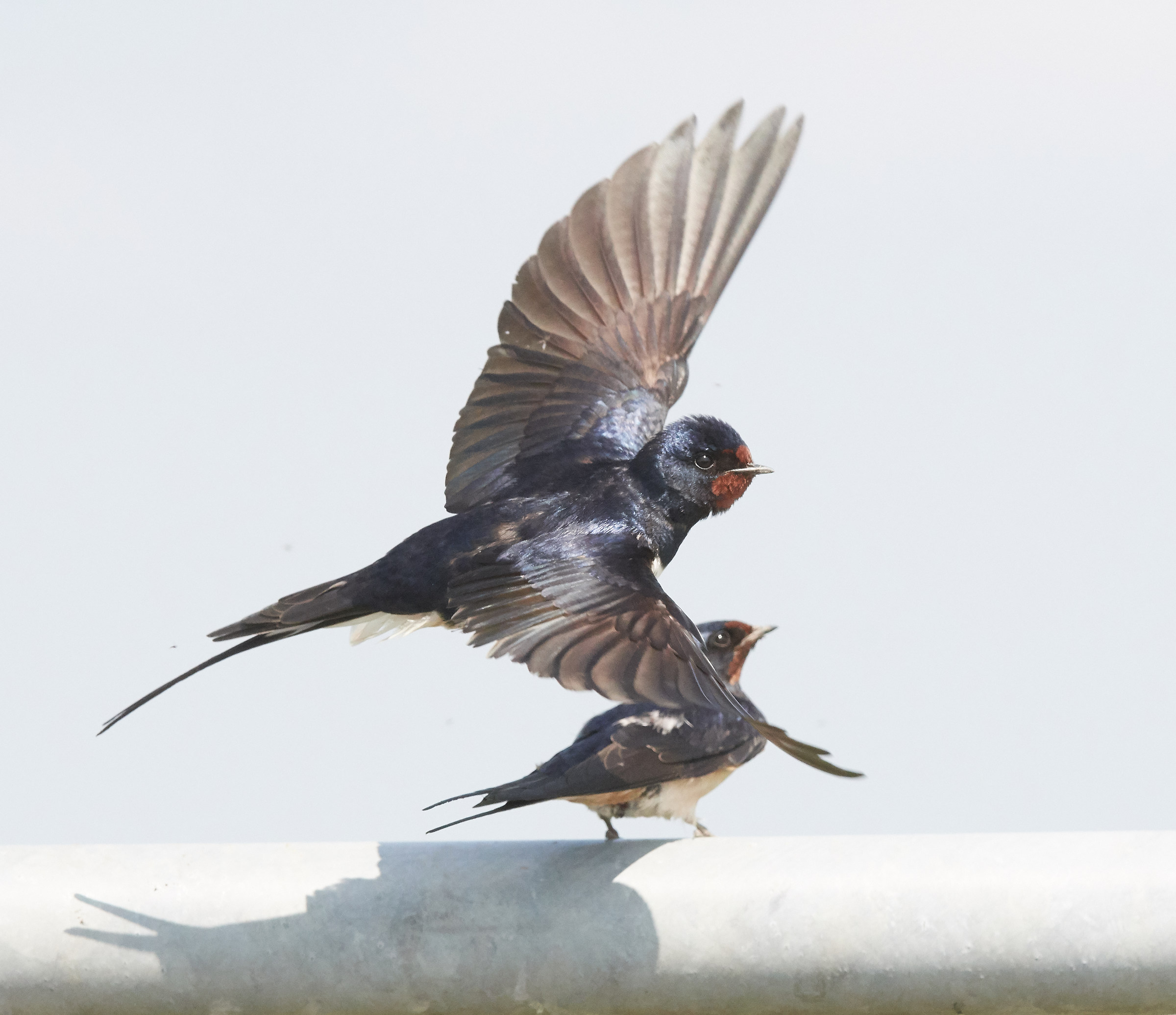 Barnswallows mating sequence