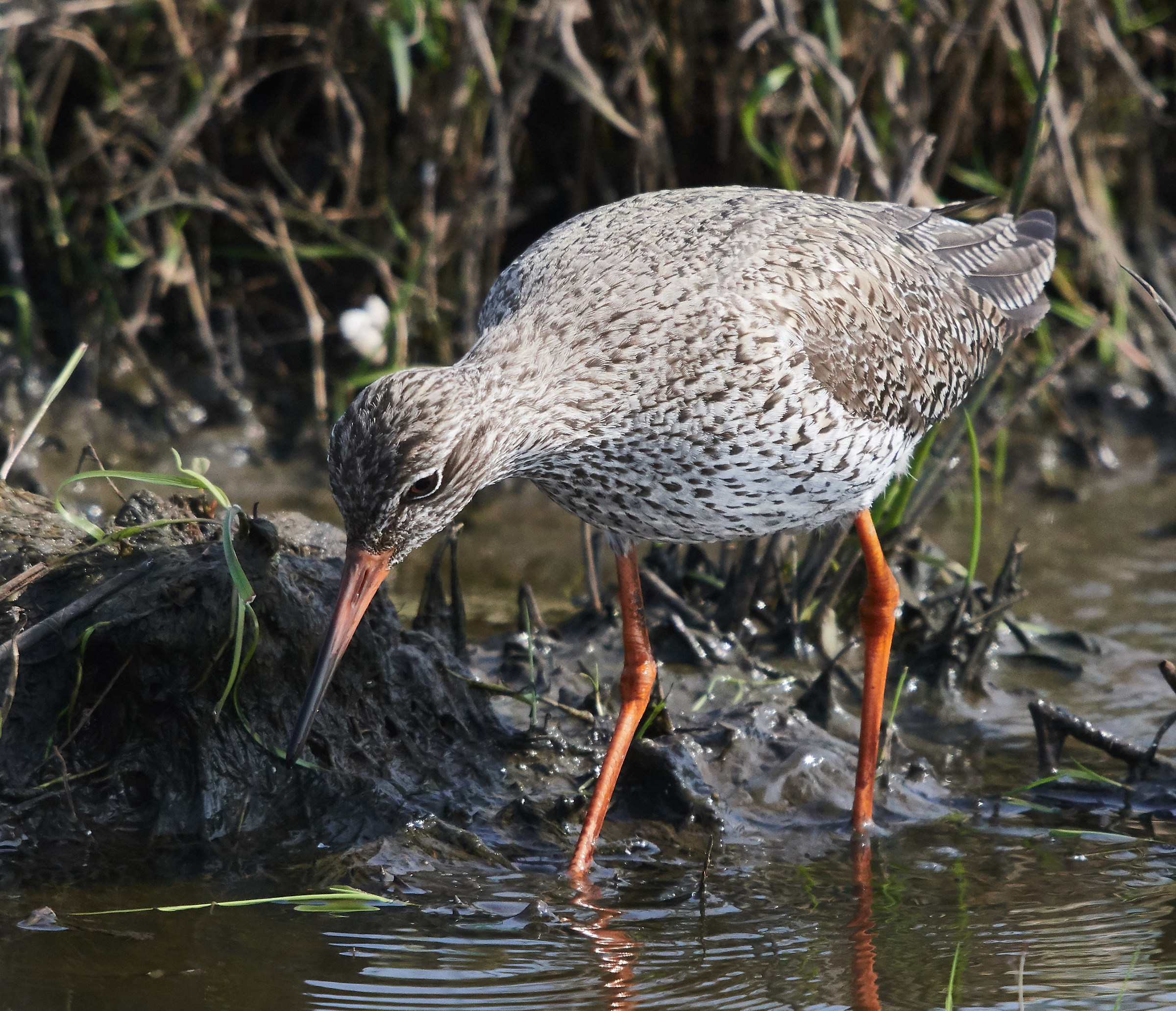 Redshank