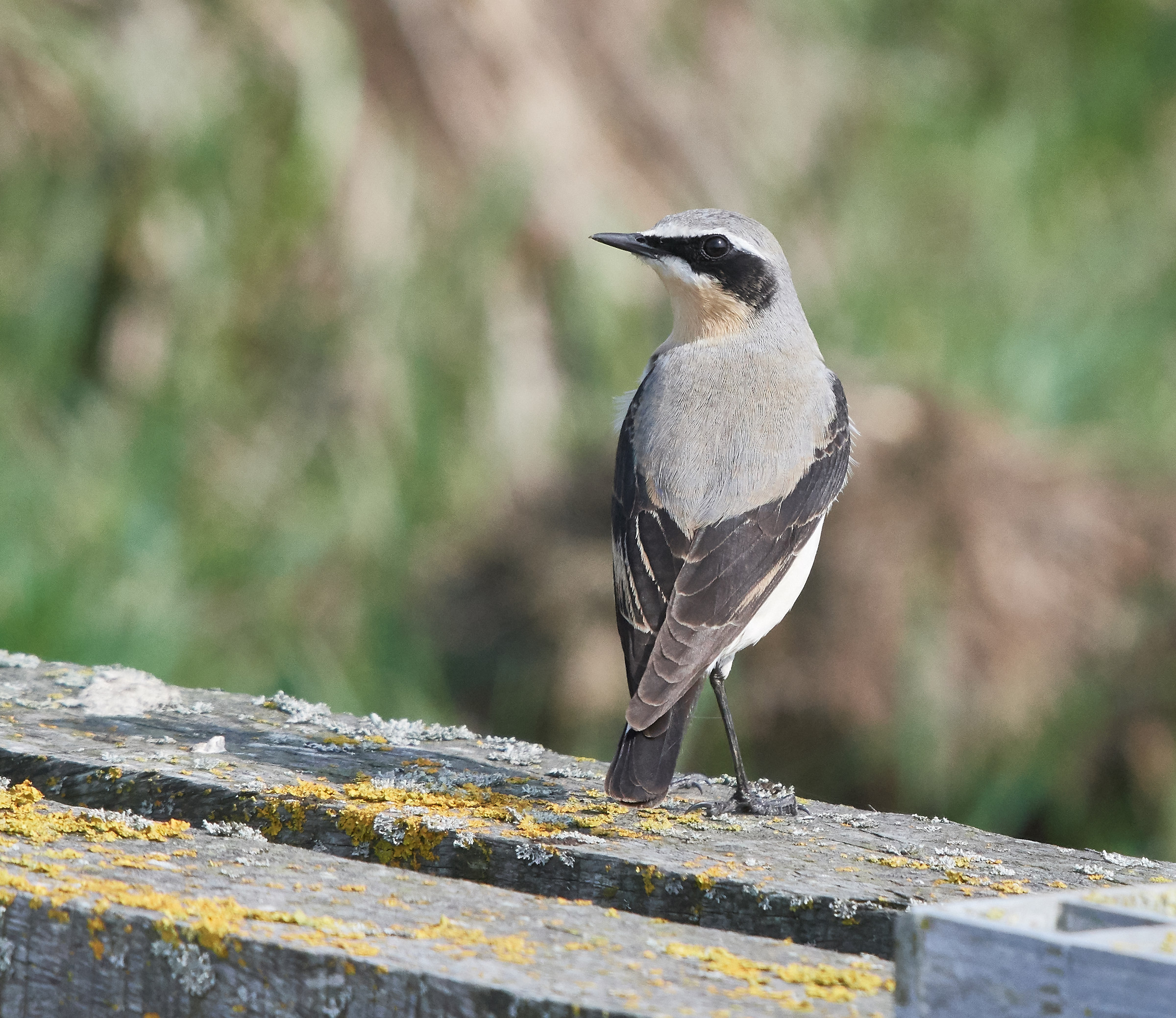 Wheatear male