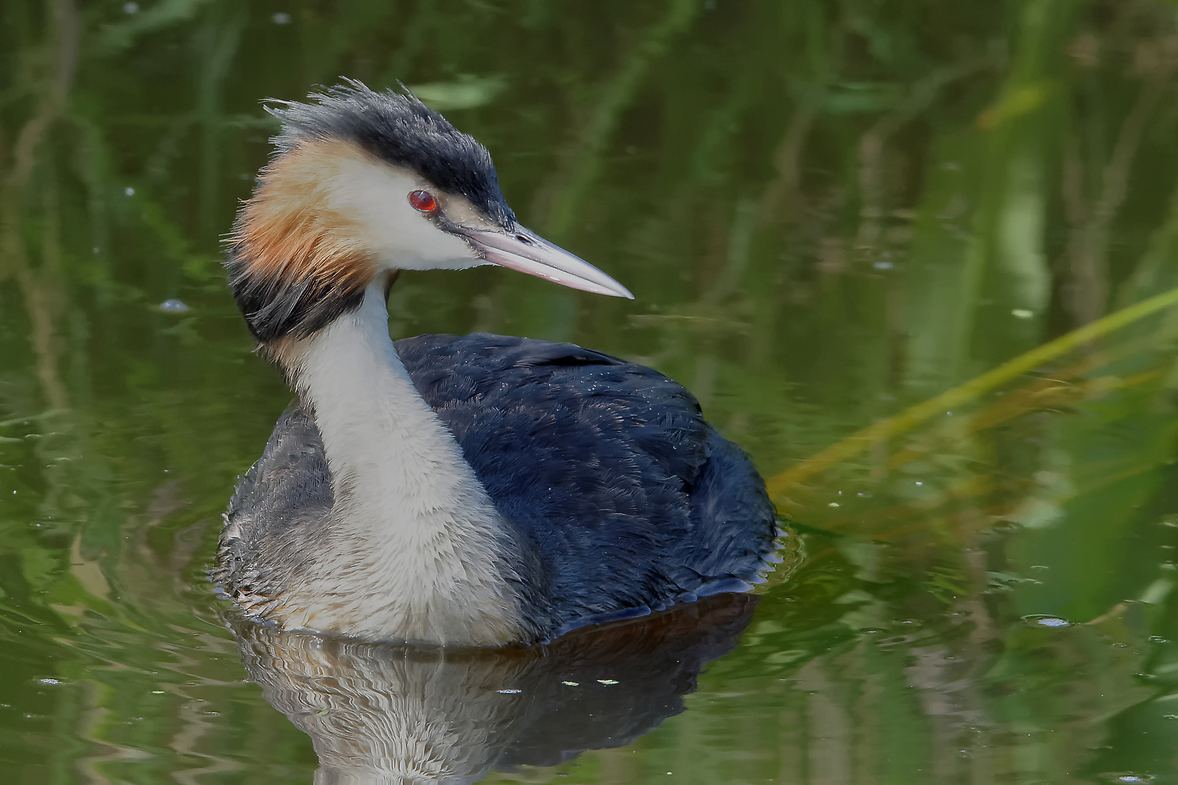 Grebe