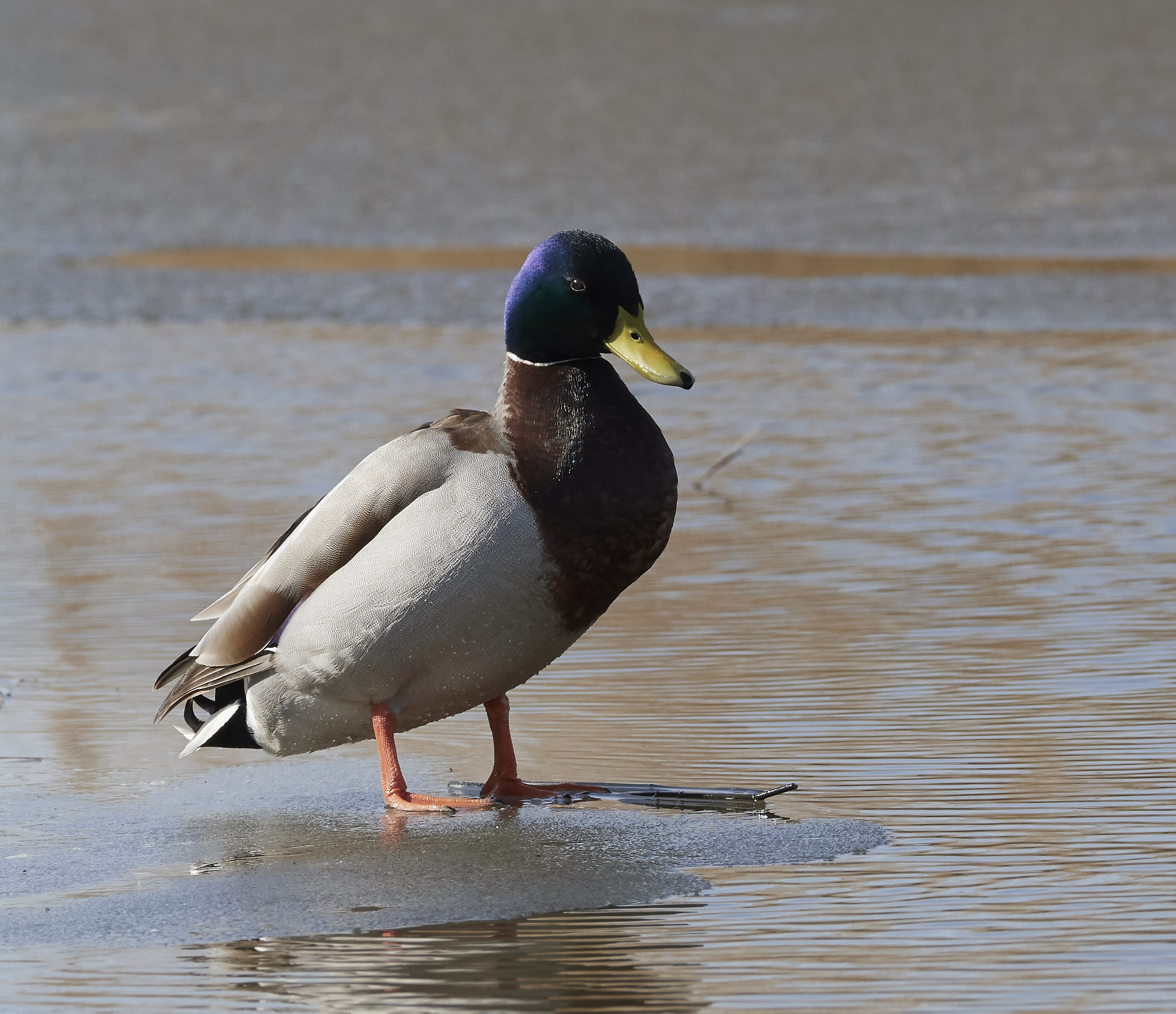 Maschio selvaggio dell'anatra