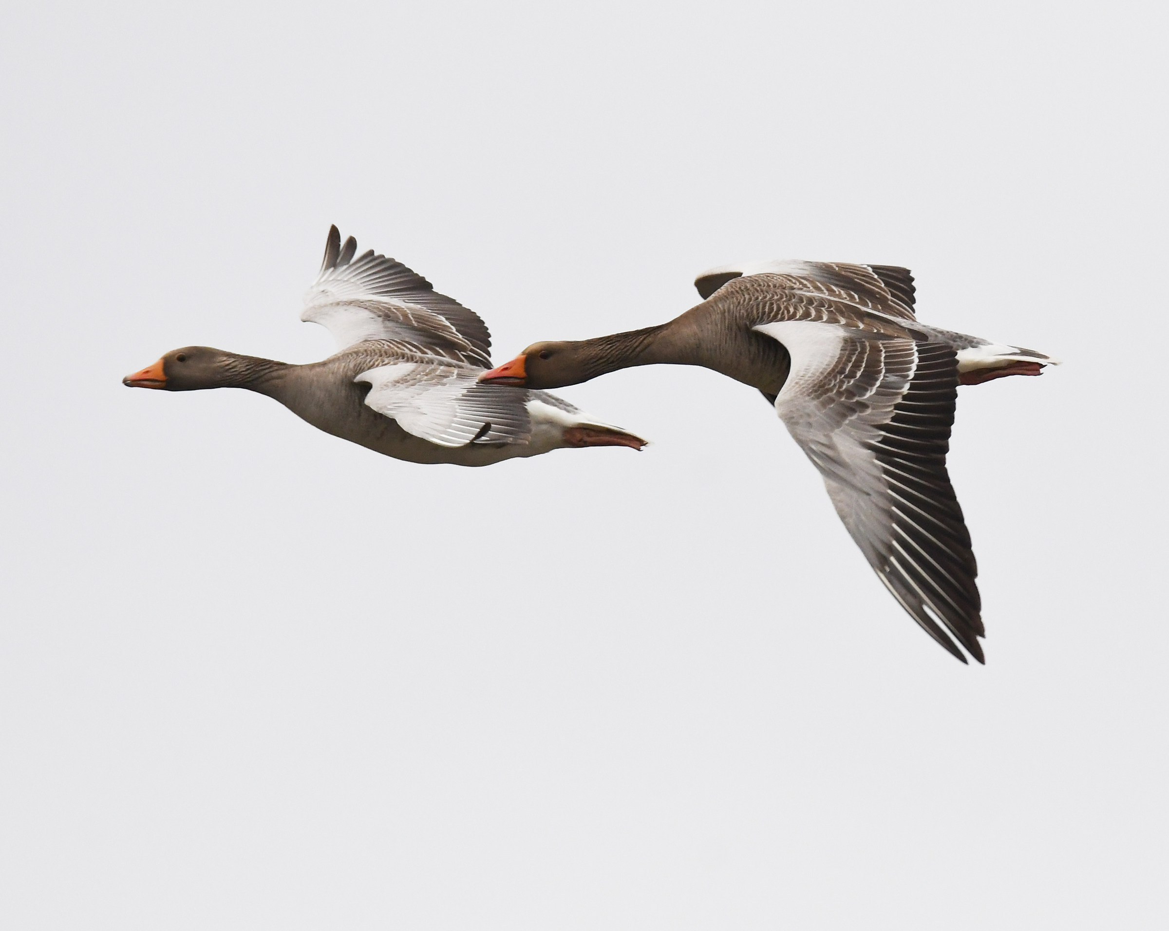Chiusura grigia delle coppie delle oche