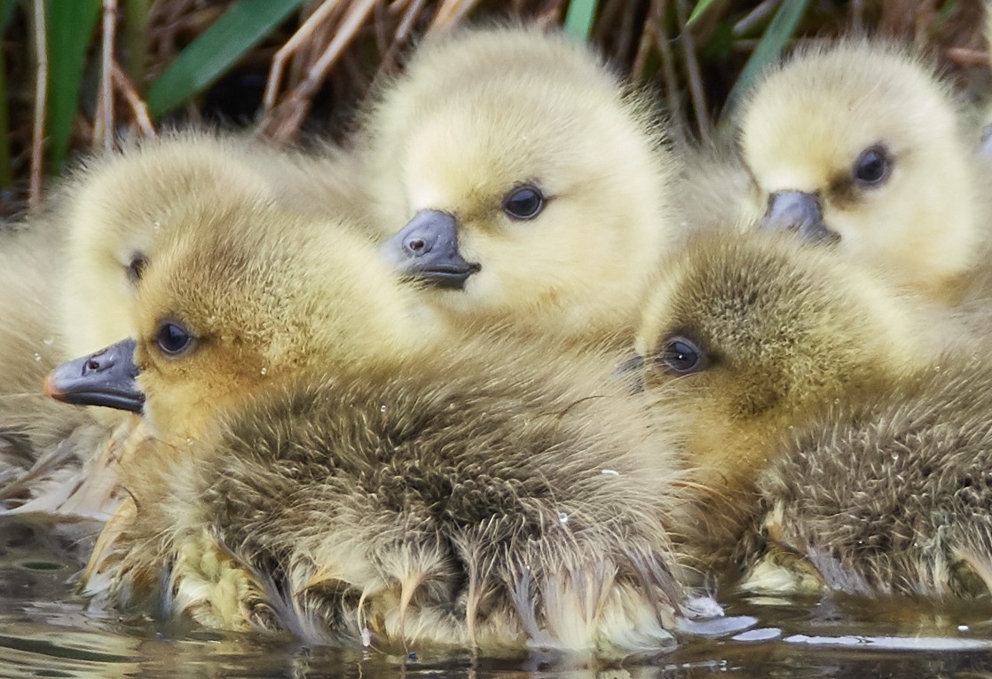 Oche grige del bambino