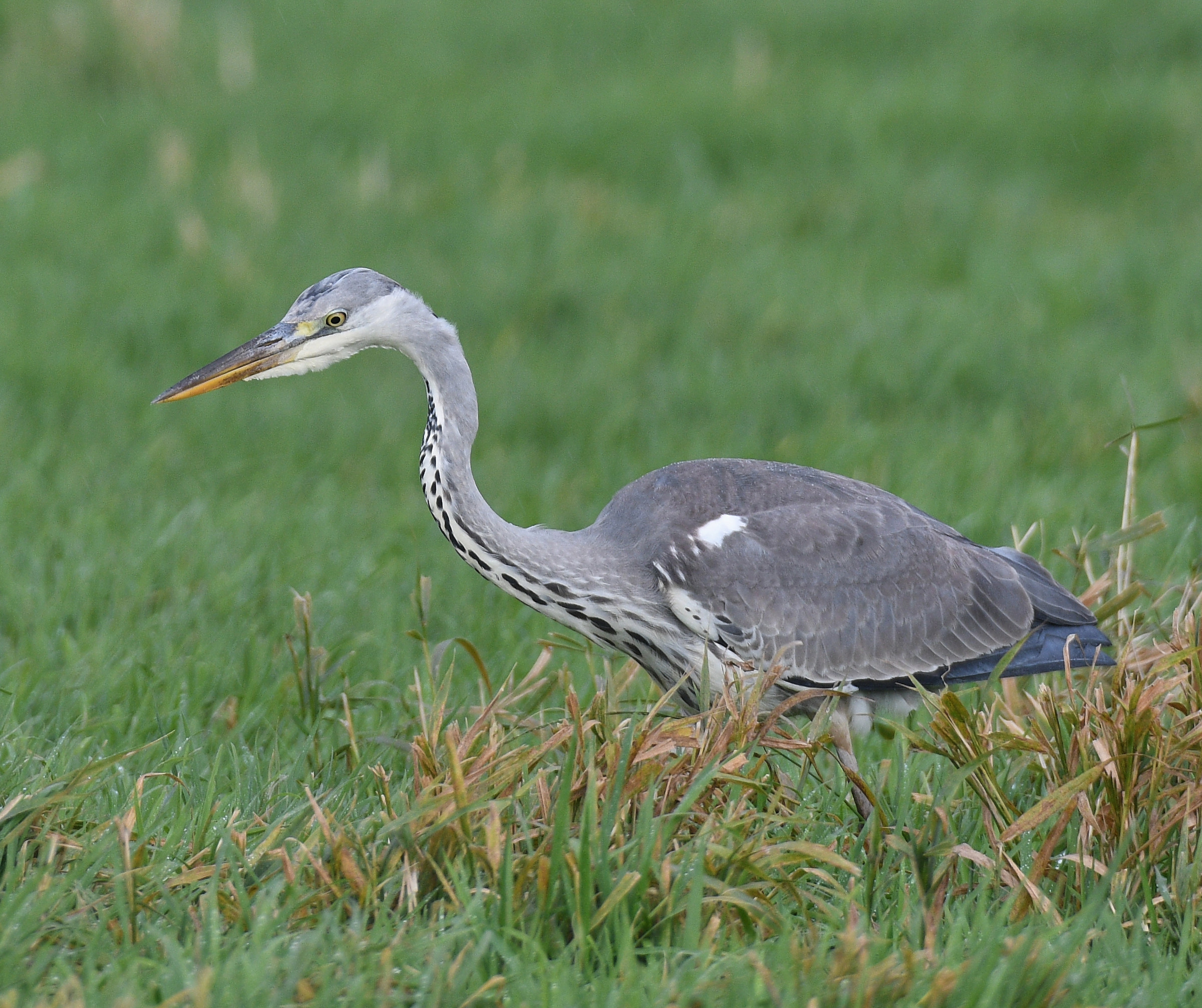 Blue Heron caccia