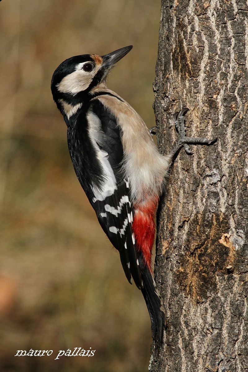 picchio rosso maggiore femmina
