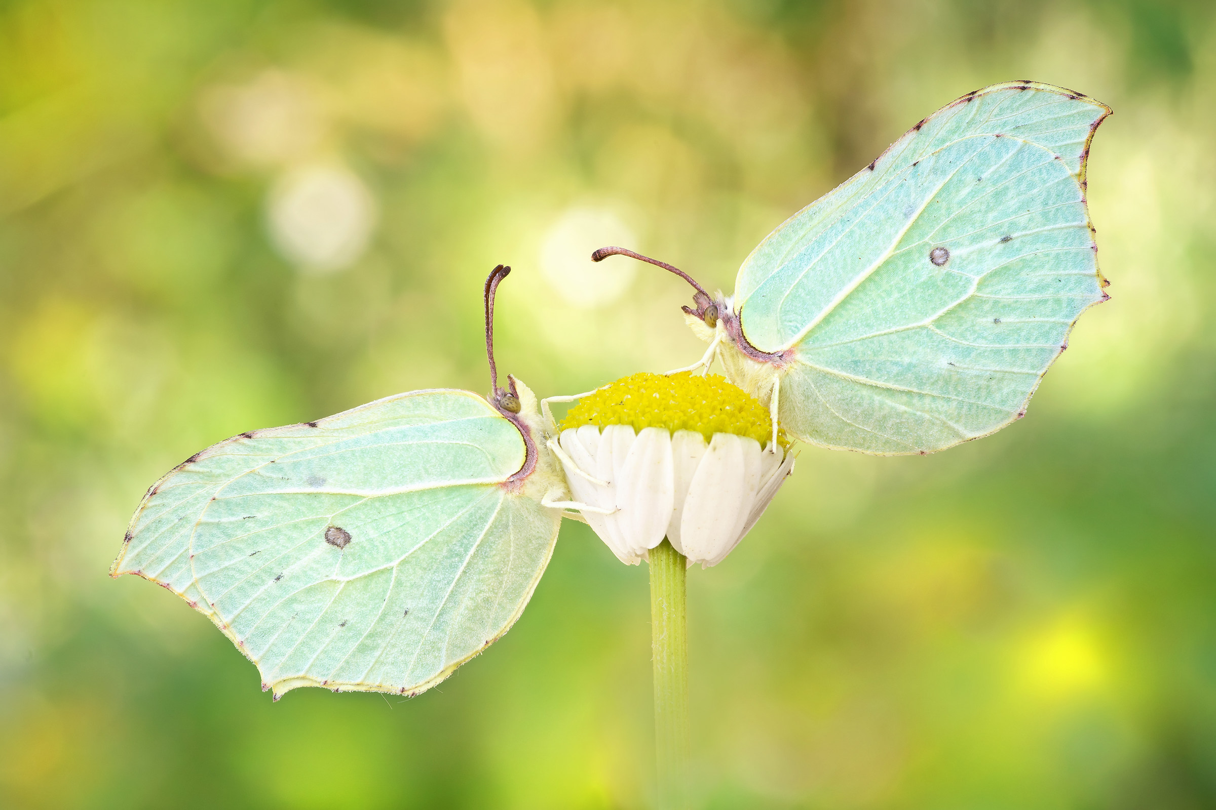 Butterfly Rhamni (Linnaeus, 1758)