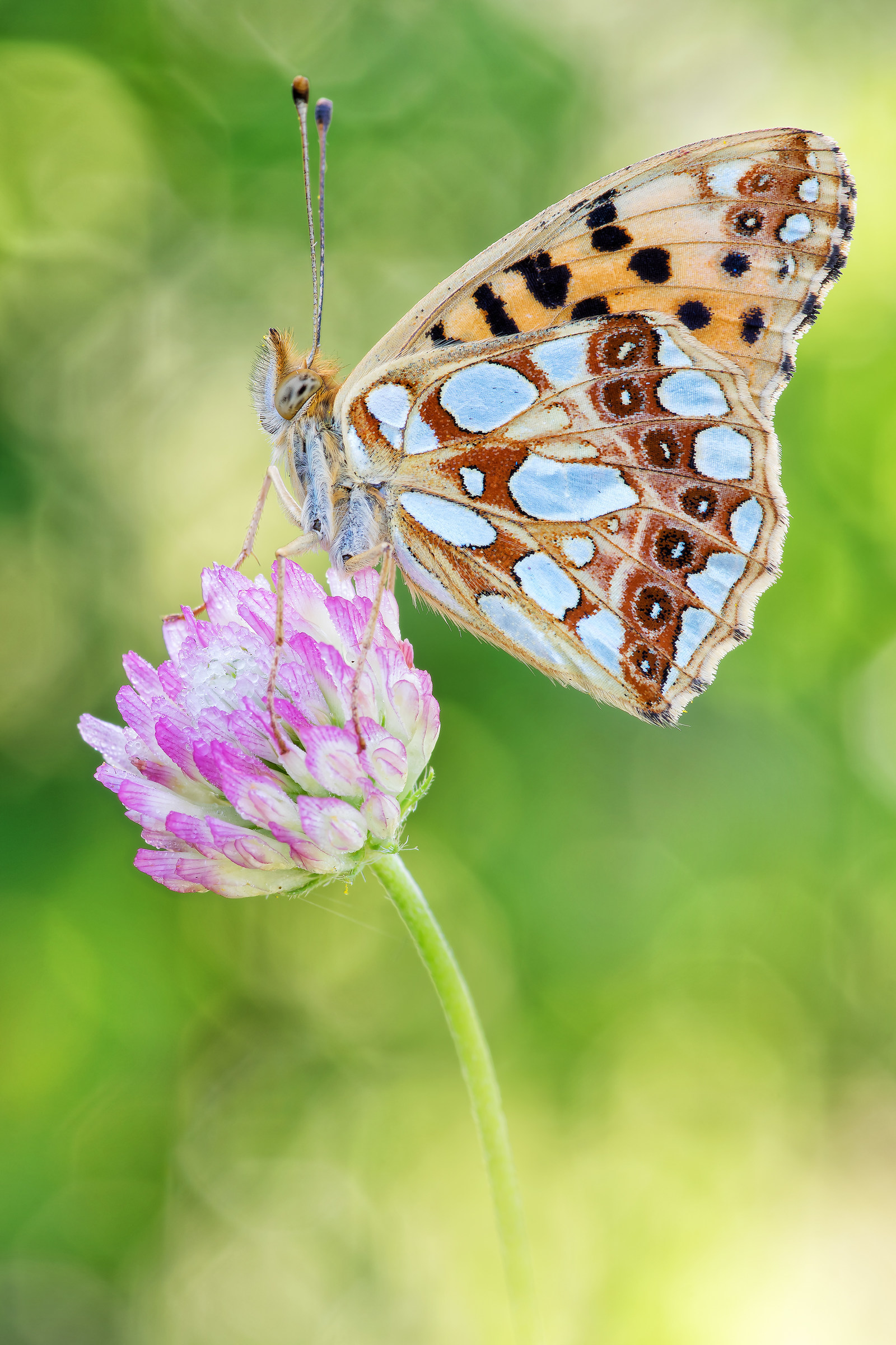 Issoria lathonia (Linnaeus, 1758)