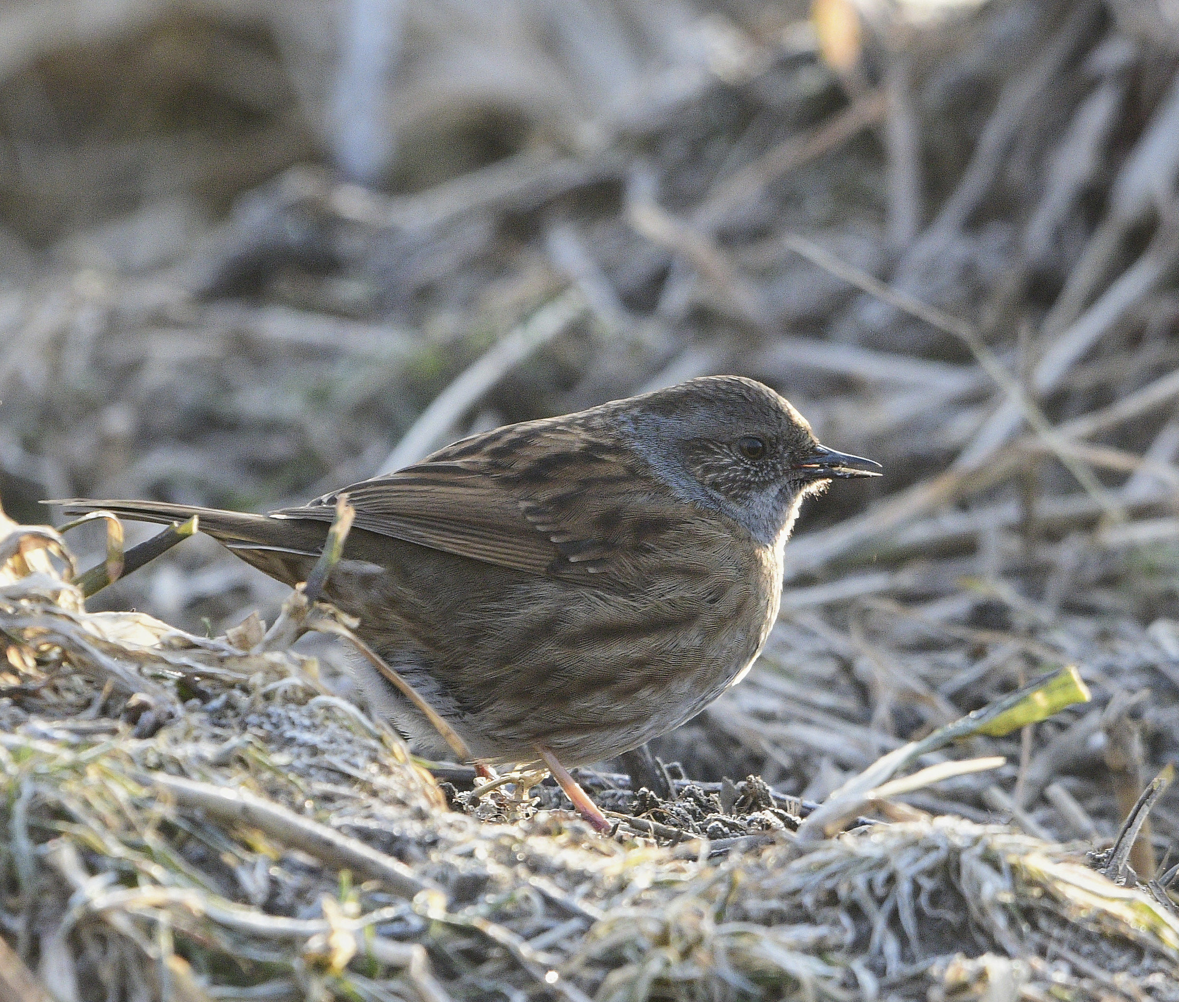 Dunnock mattina d'inverno