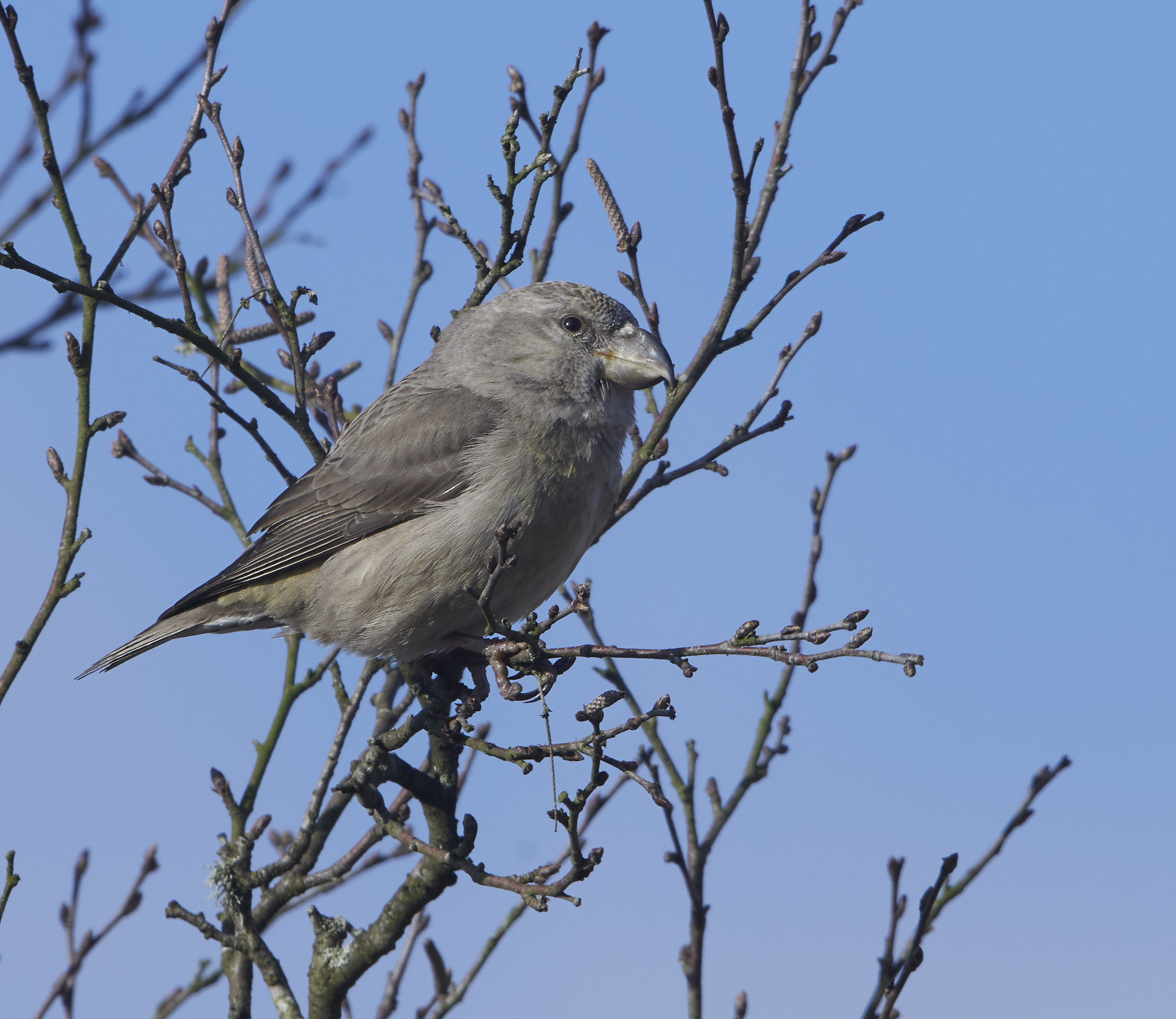 Pappagallo crociere femmina