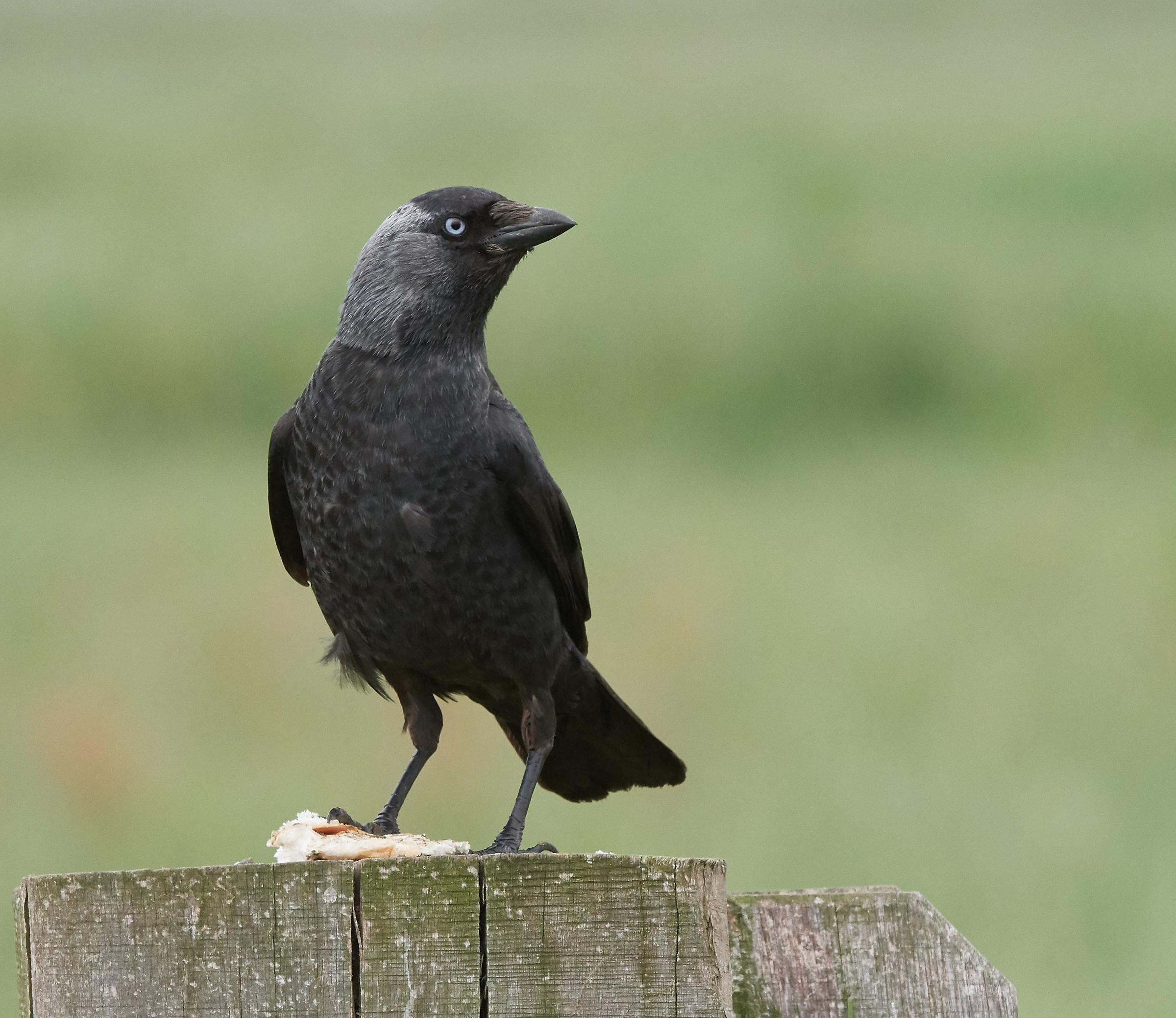 Taccola Bird Garding pane