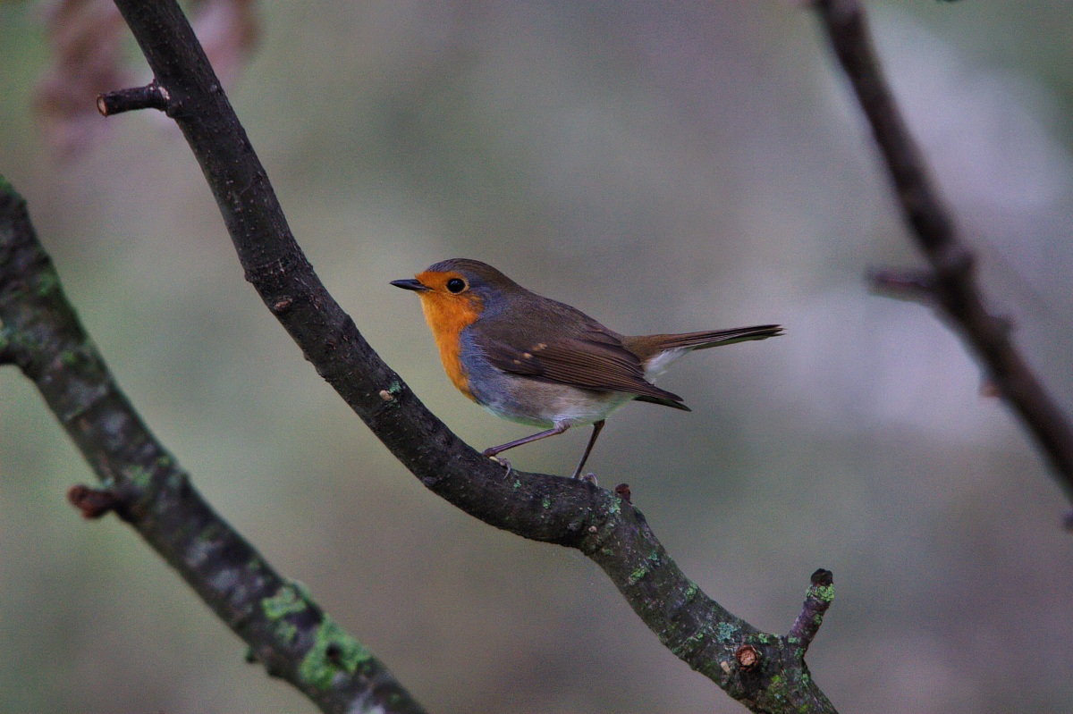 Pettirosso - maestro di ballo