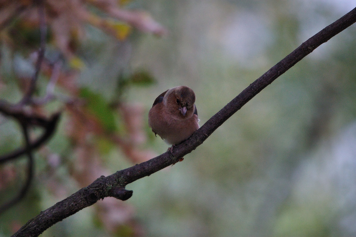 ero ONU Ballerino ;)