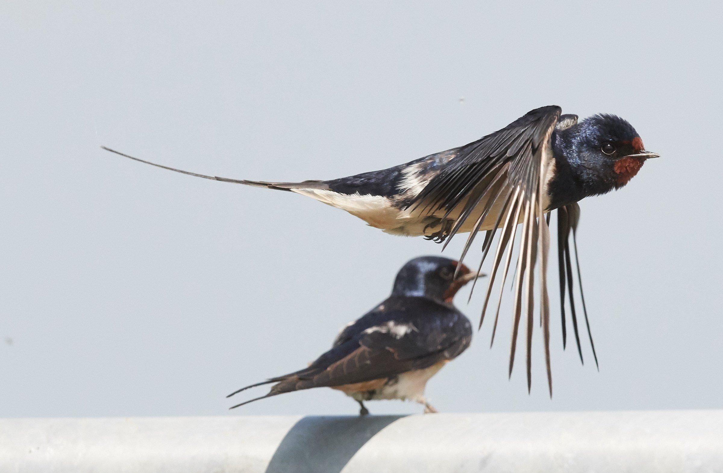 Barnswallows mating sequence