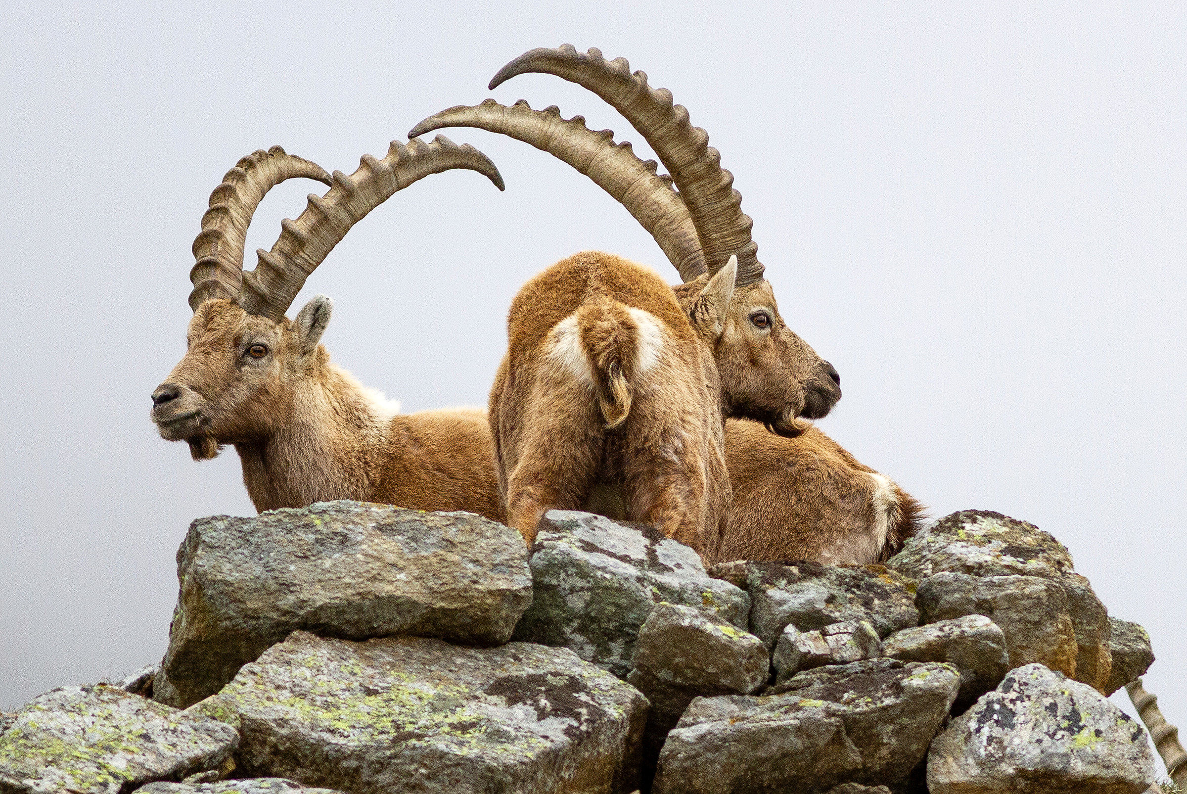 Real Ceresole, ibex at the end of winter