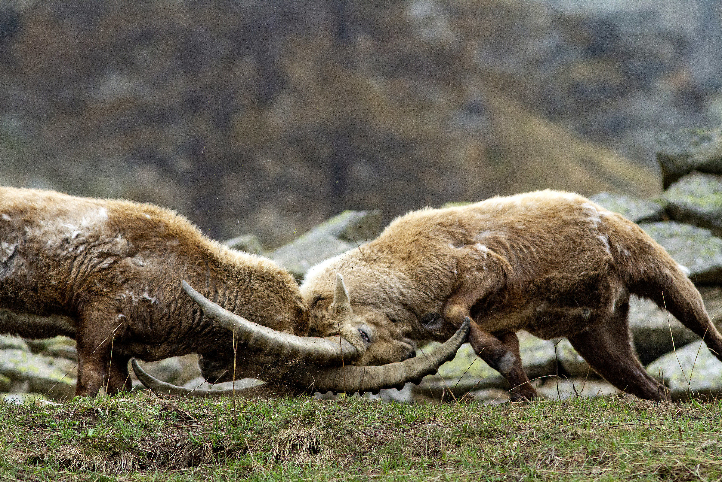 Real Ceresole. Fight for command