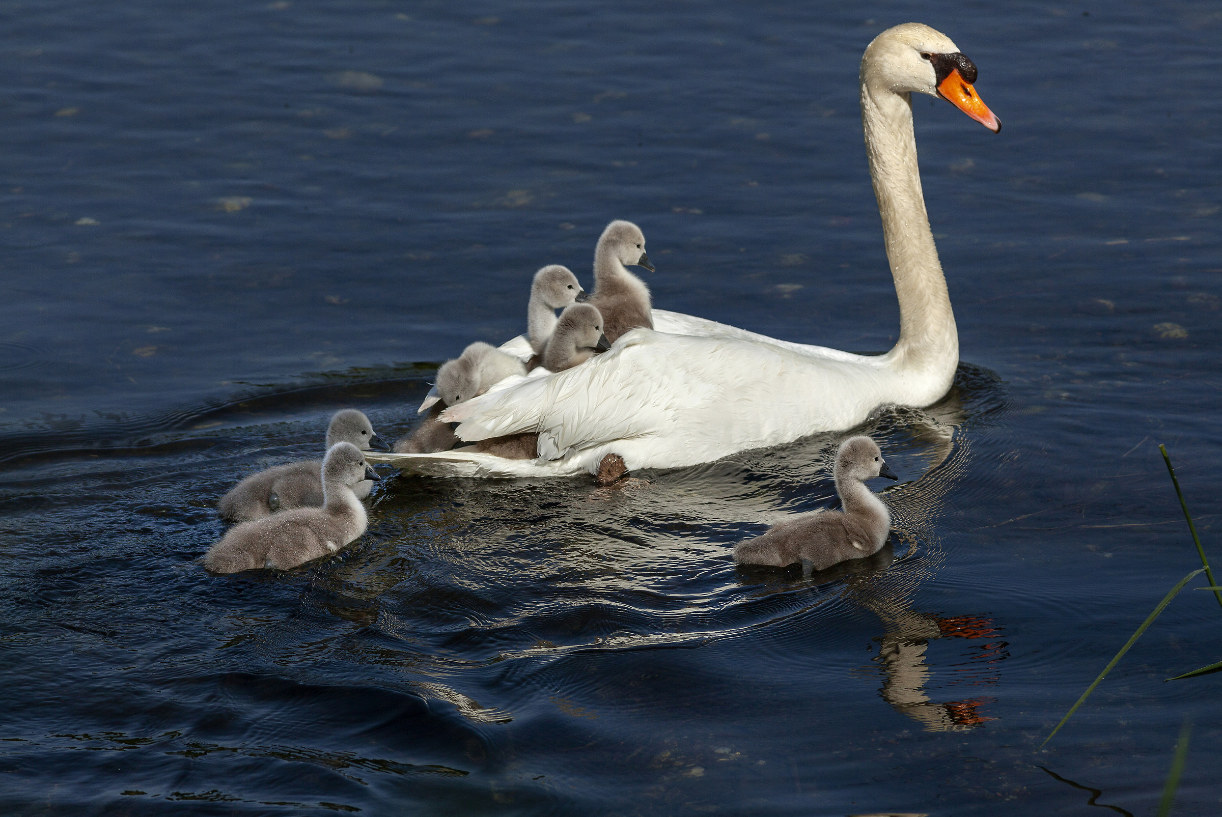 Old ships. Swans, brood 2018