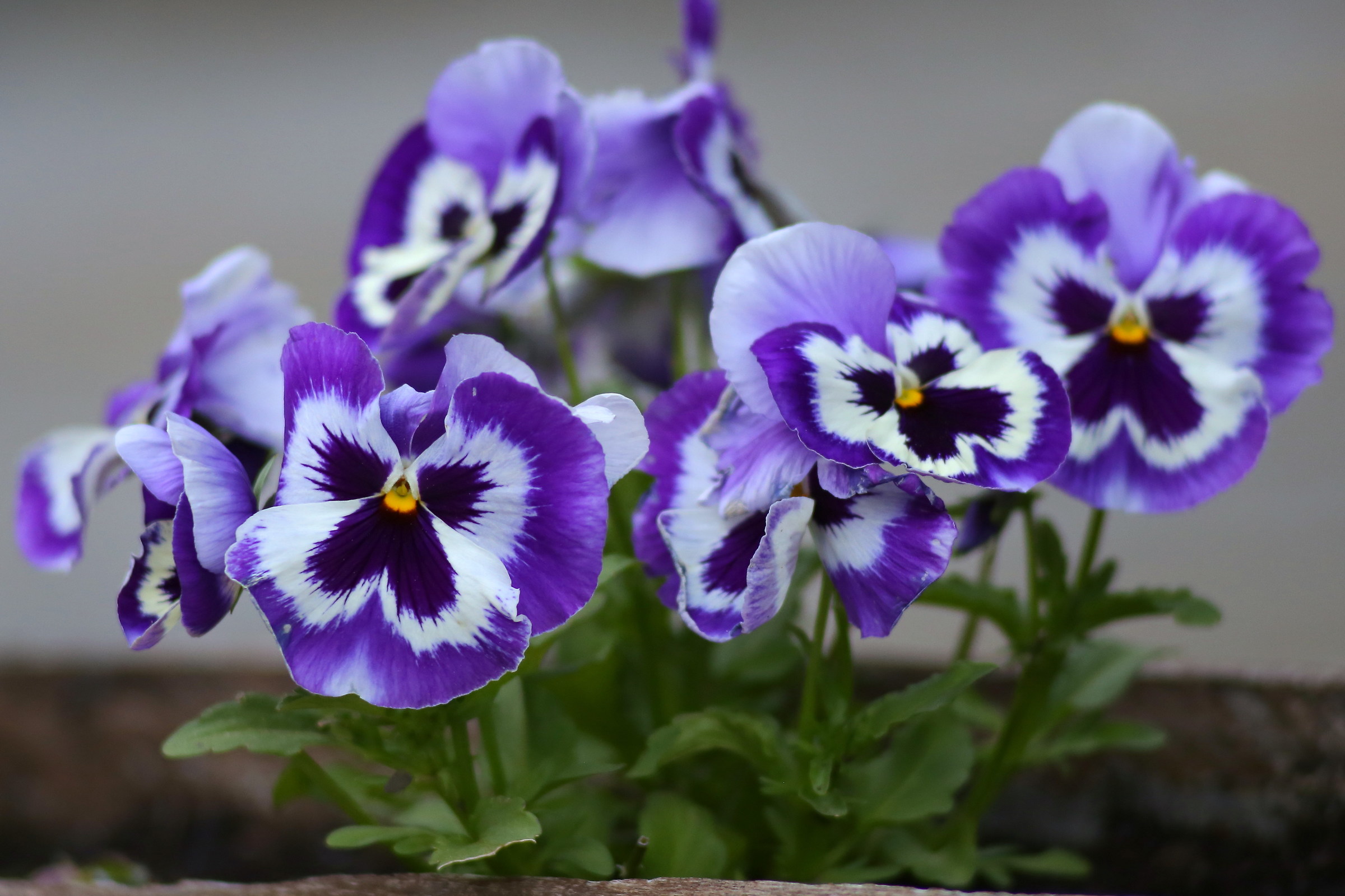 Violets