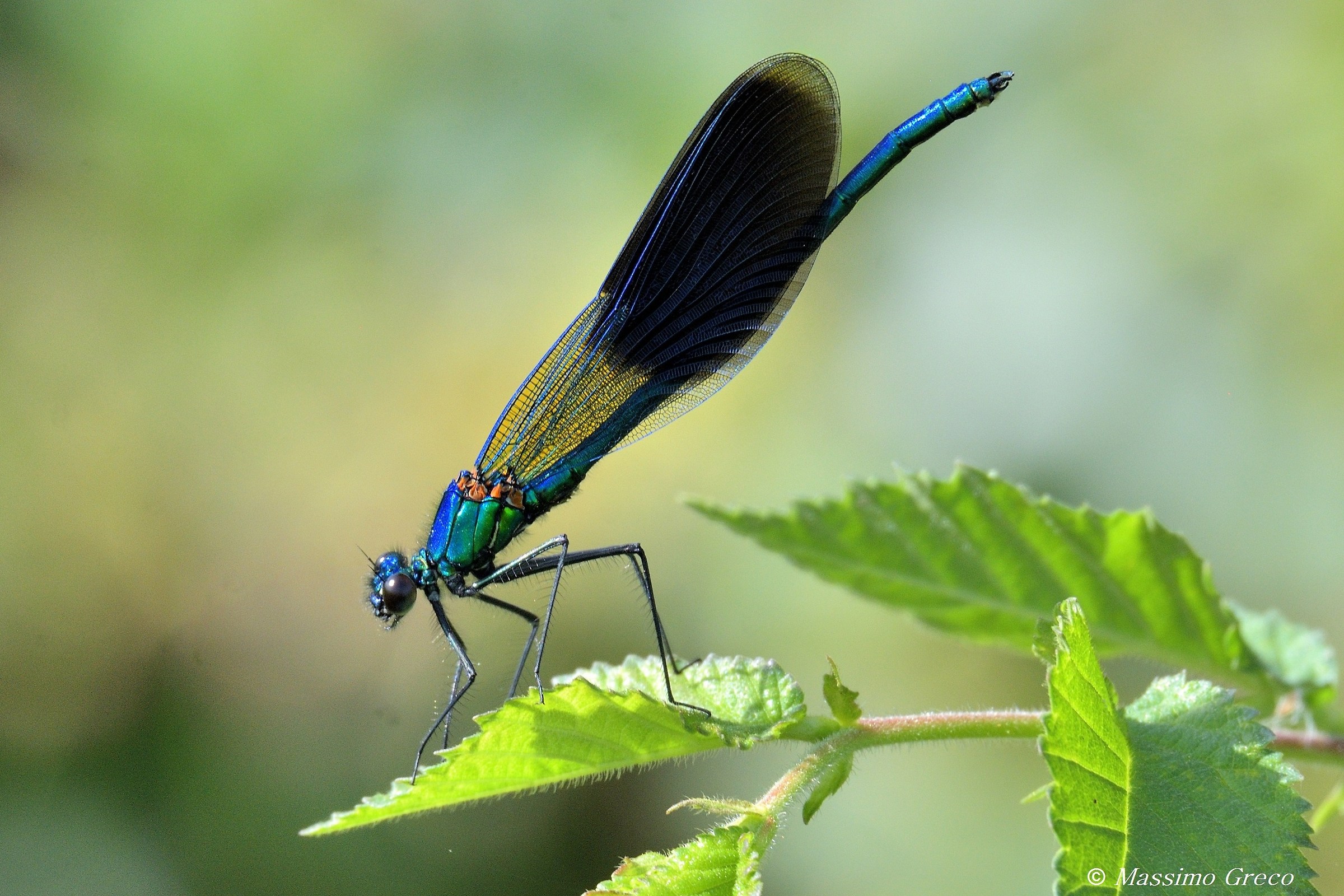 Calopteryx Virgo