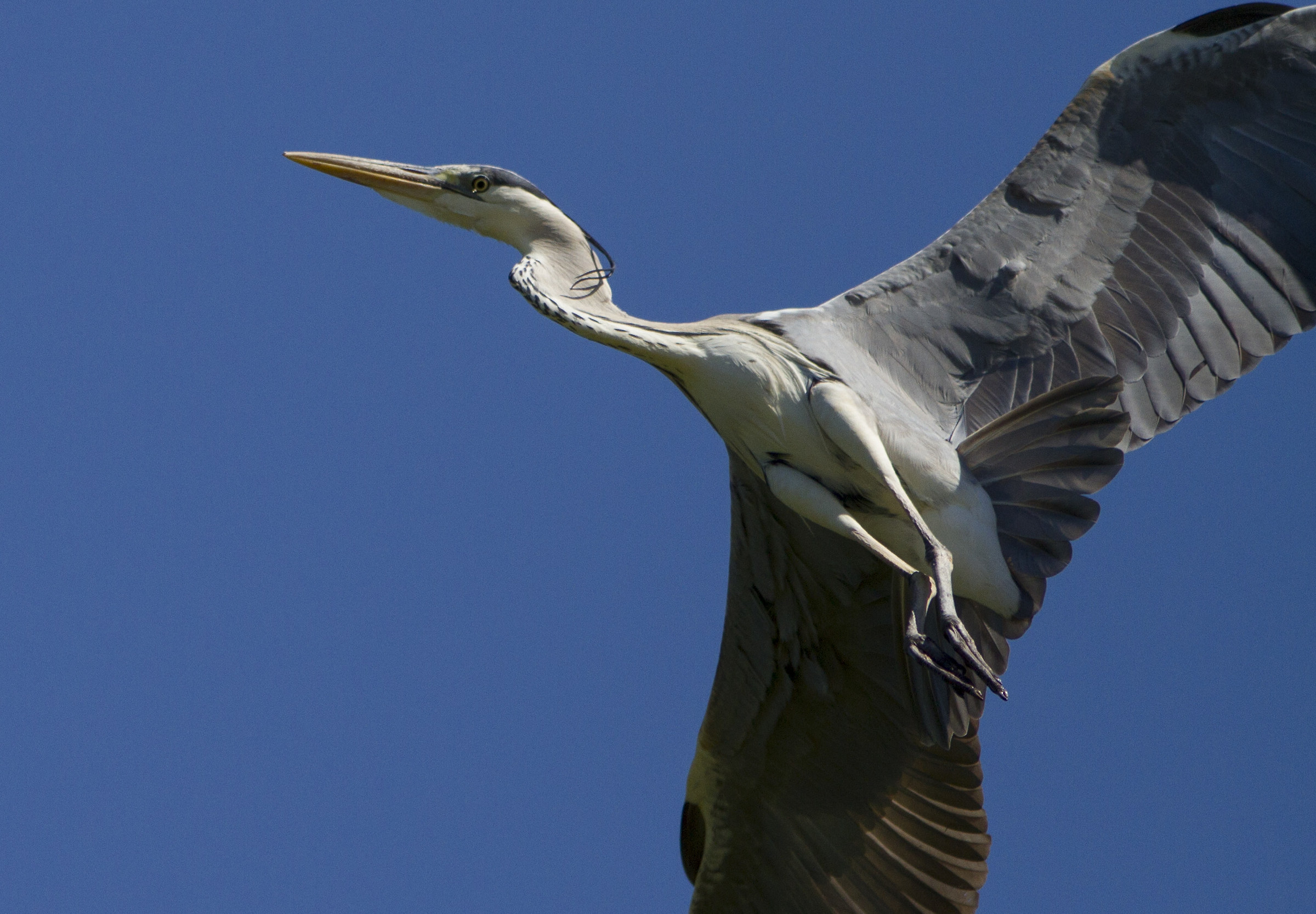 Grey Heron