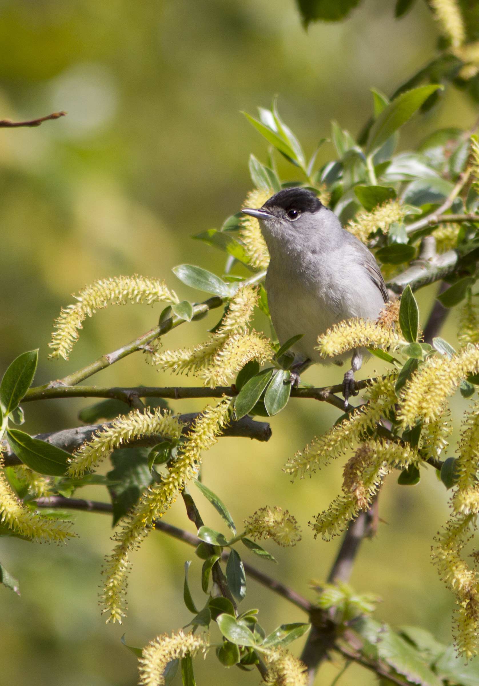 Blackcap