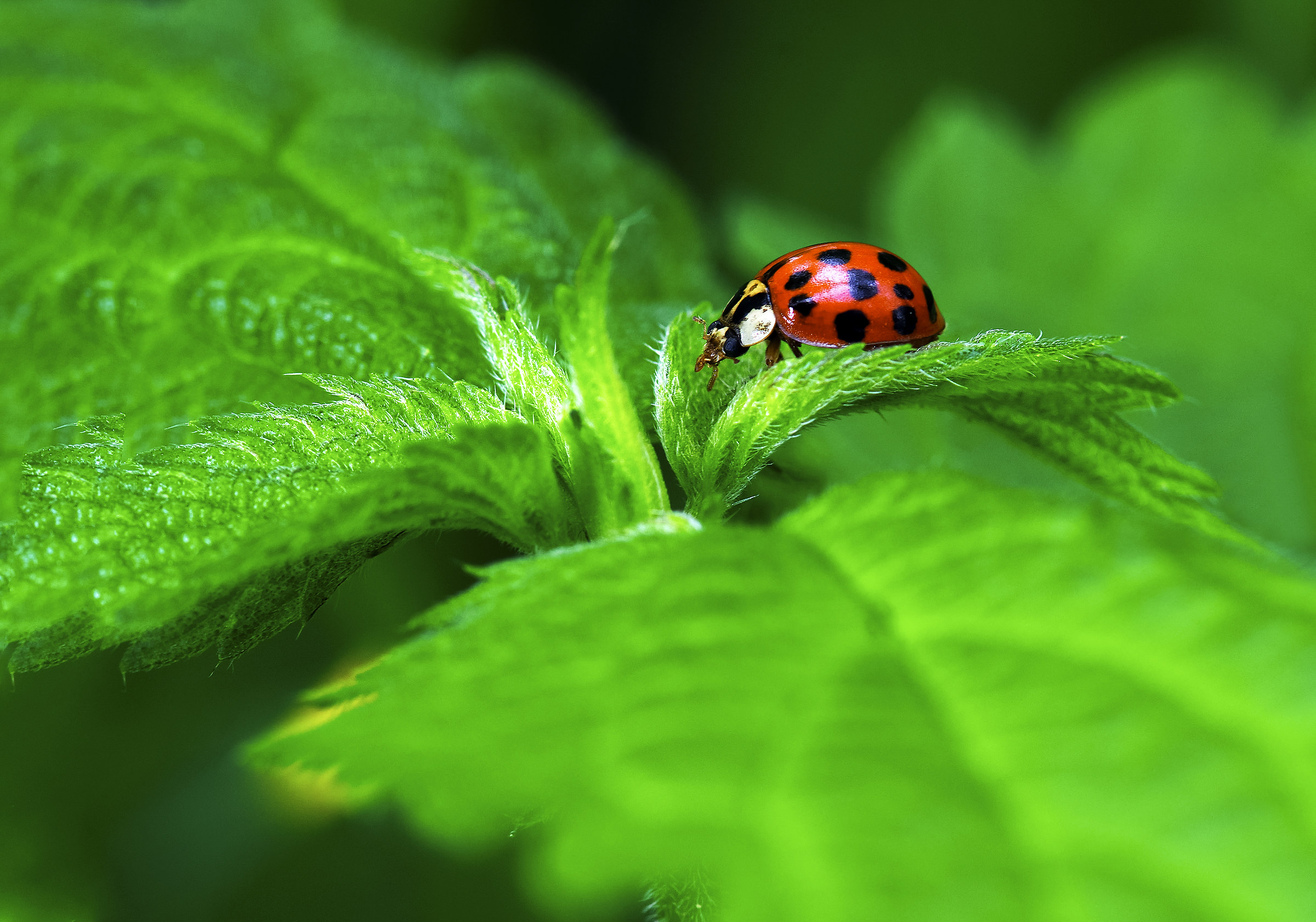 Complementary colors