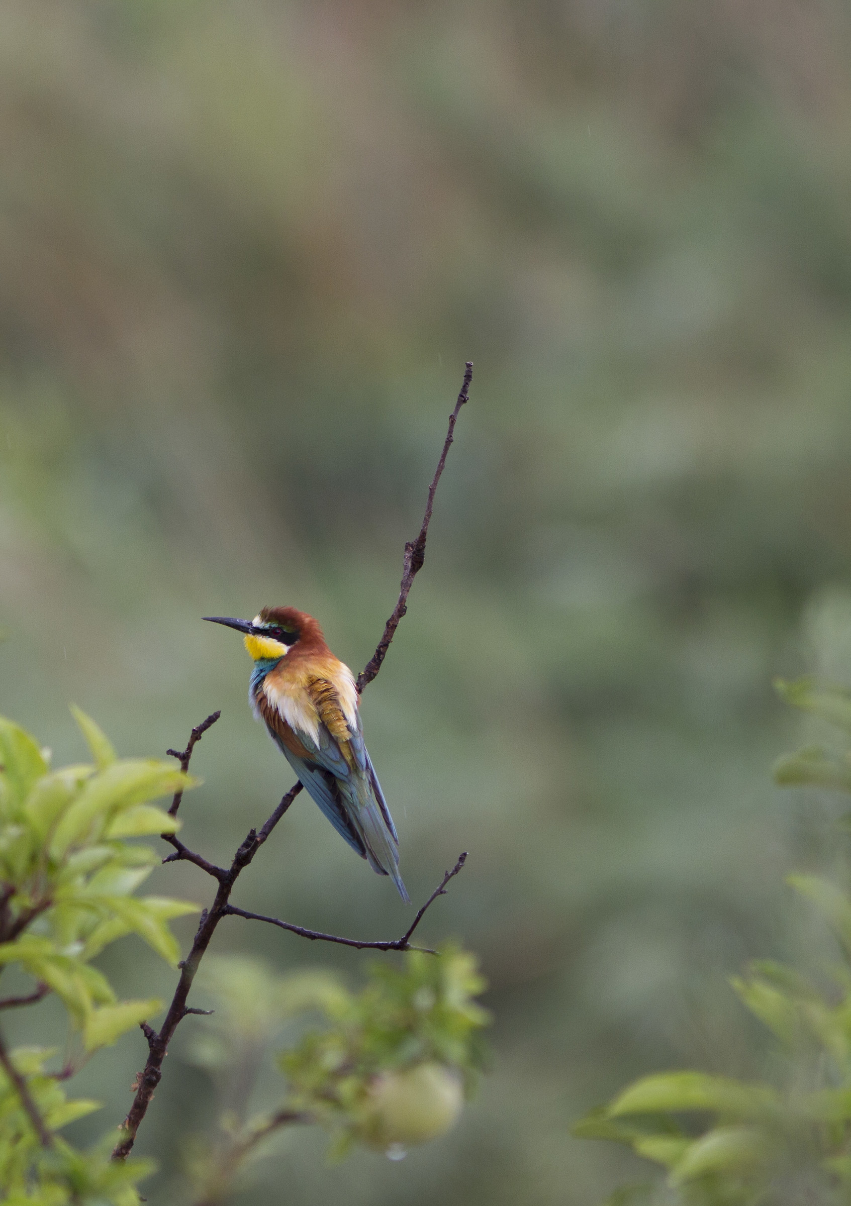 Bee-eater