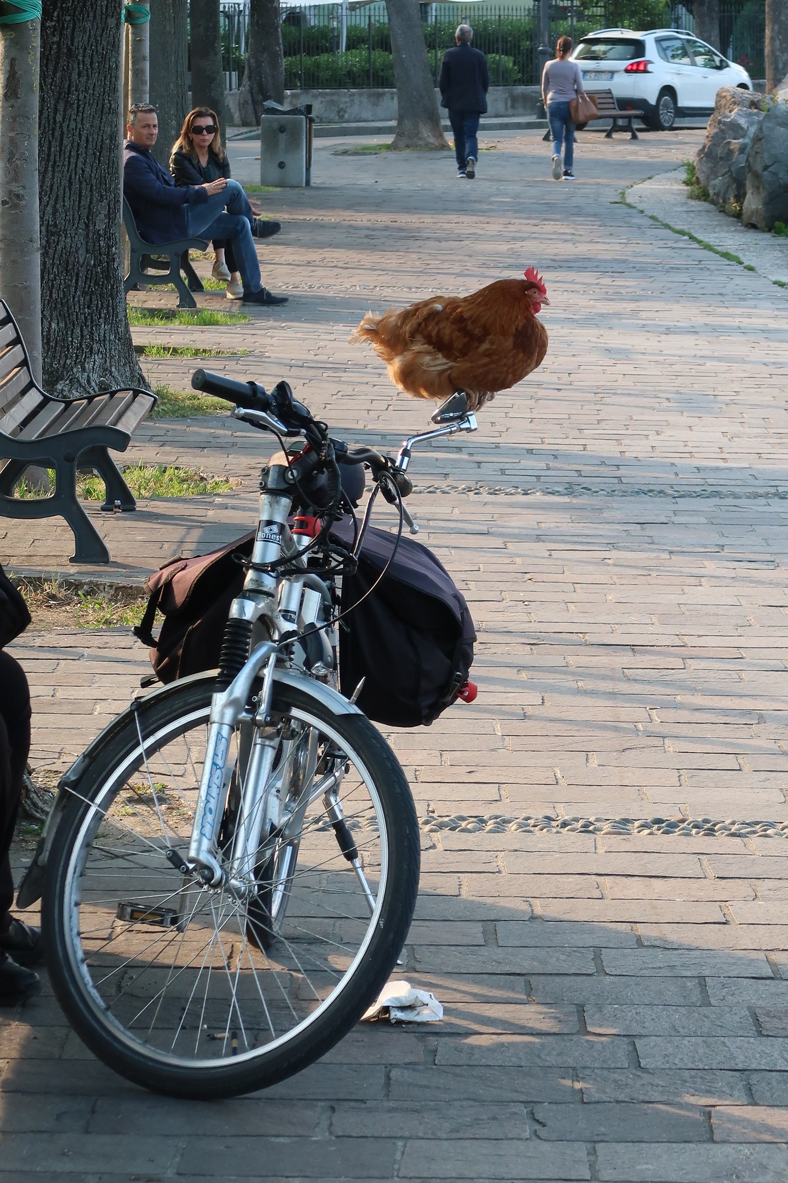 Gallina ciclista