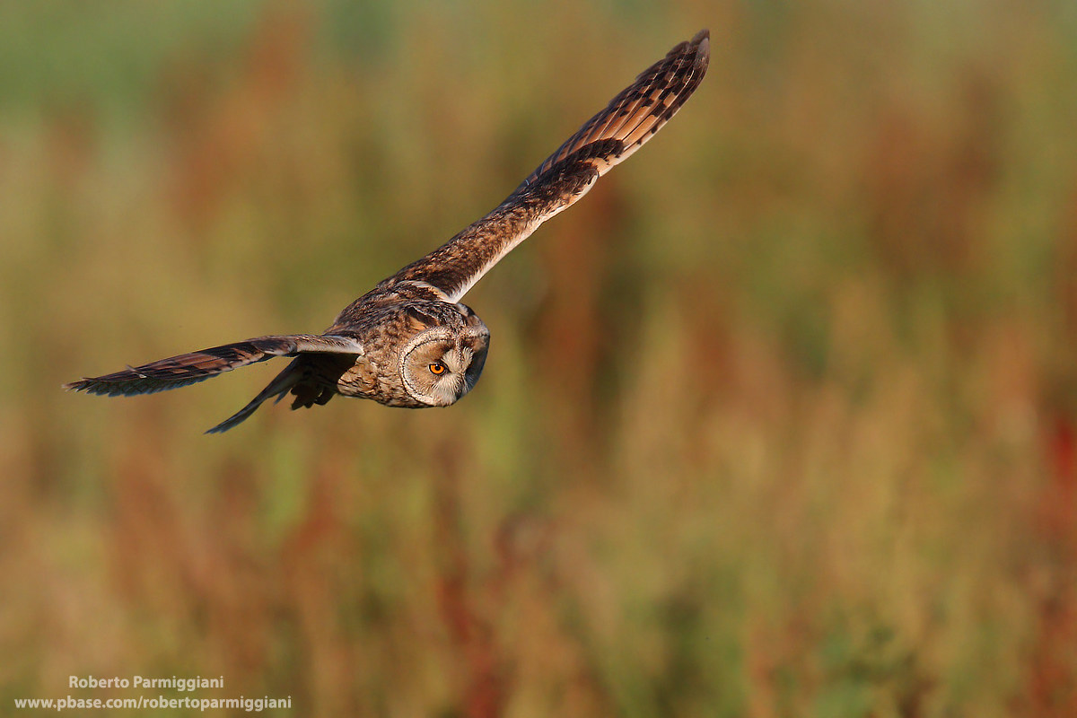 Common Owl in daytime patrol