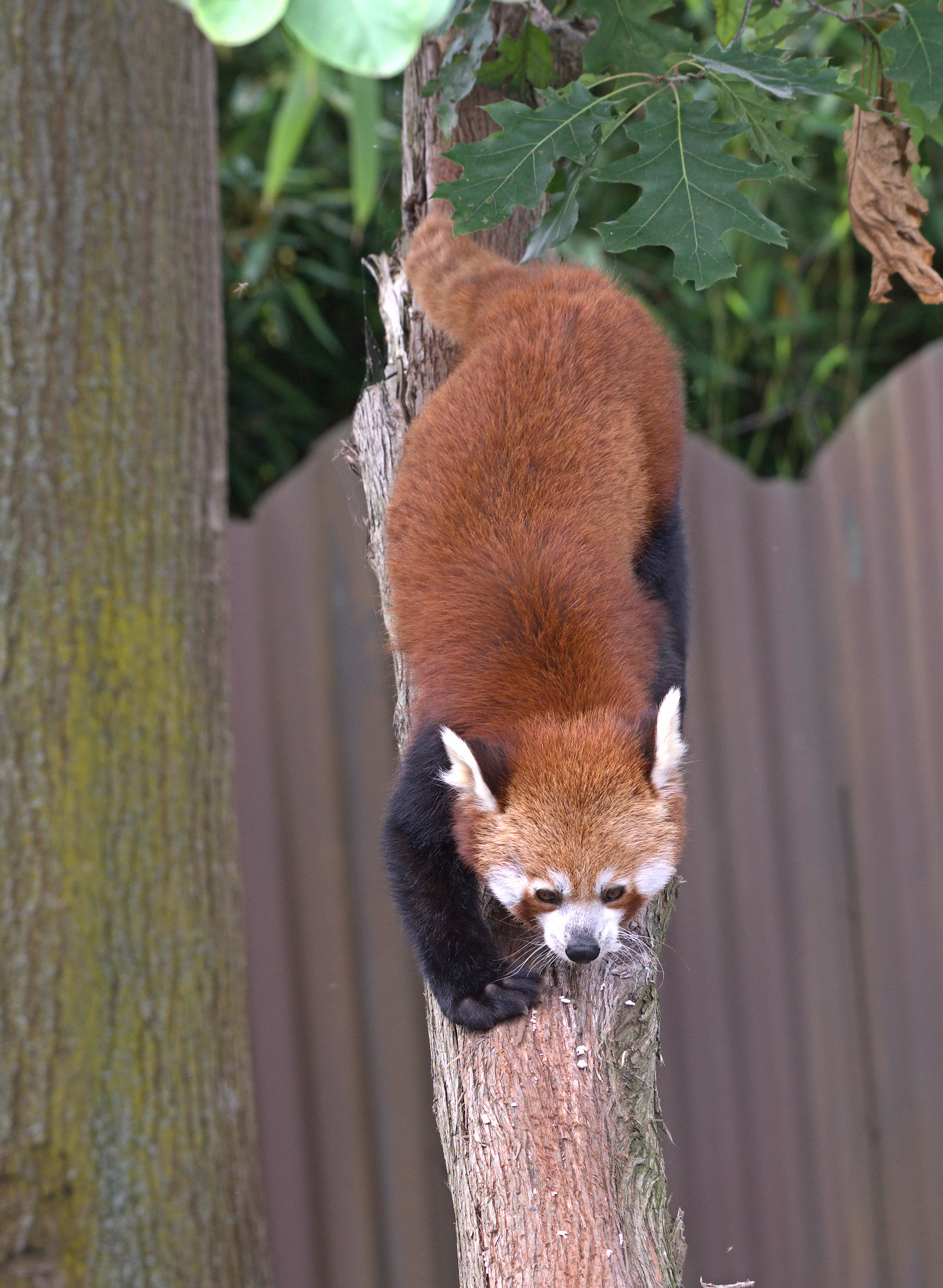 Red Panda